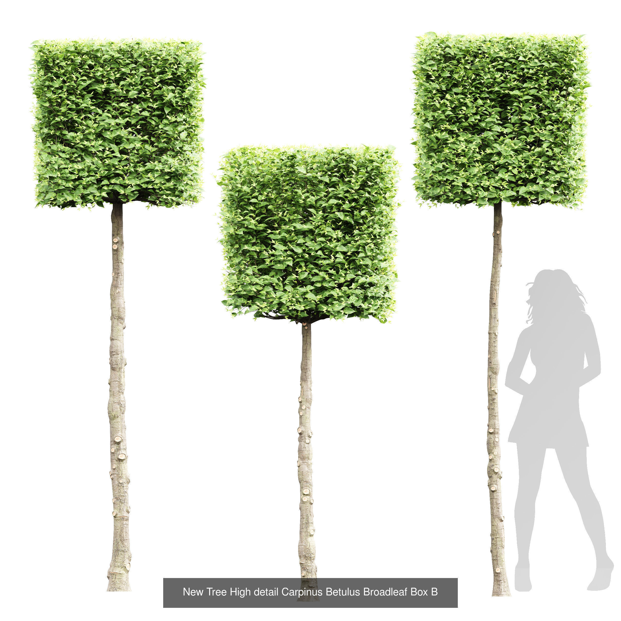 6 Different SETS of Tree SET VOL66 3D Model Collection_5