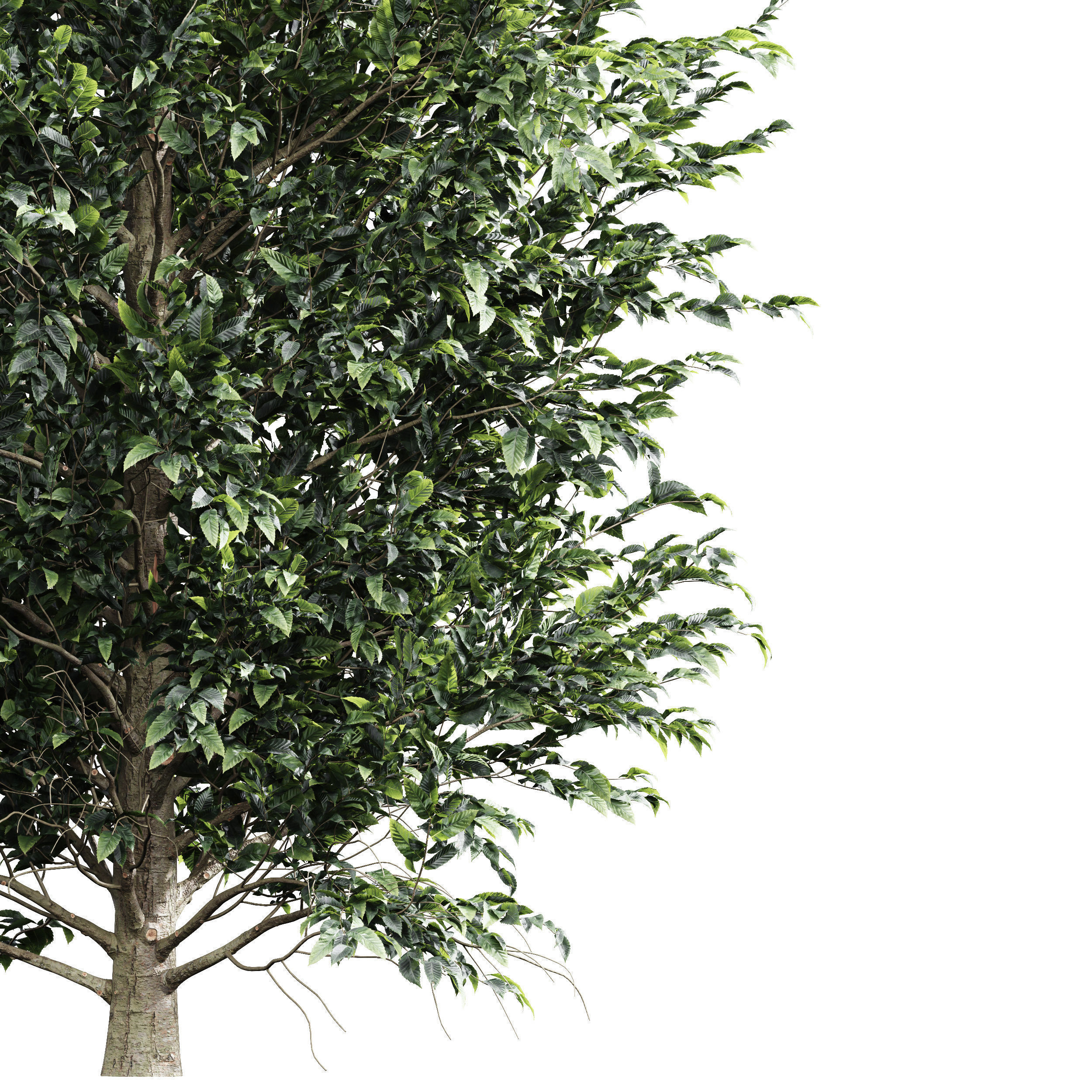 6 Different SETS of Tree SET VOL66 3D Model Collection_10