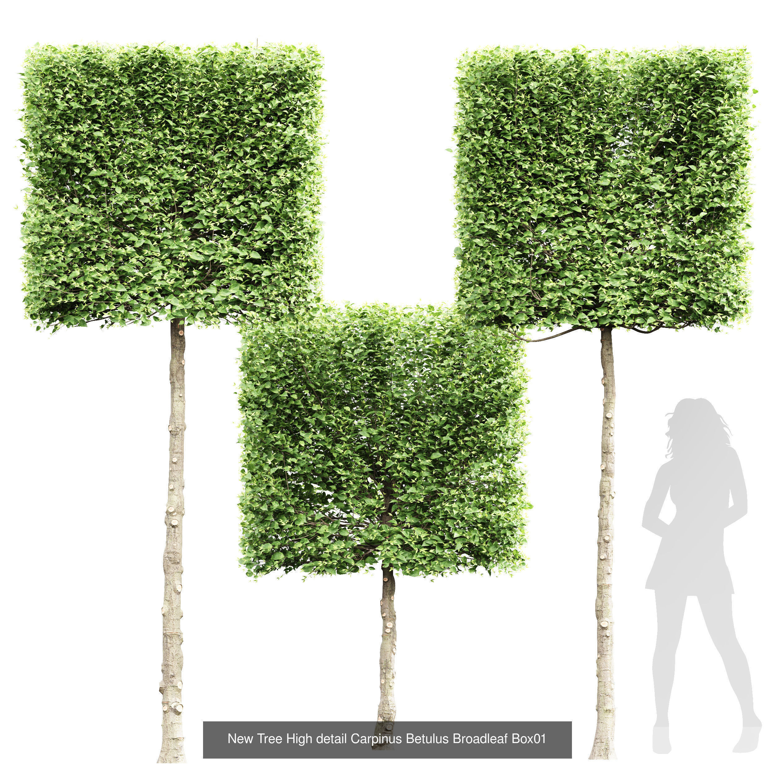 6 Different SETS of Tree SET VOL66 3D Model Collection_6