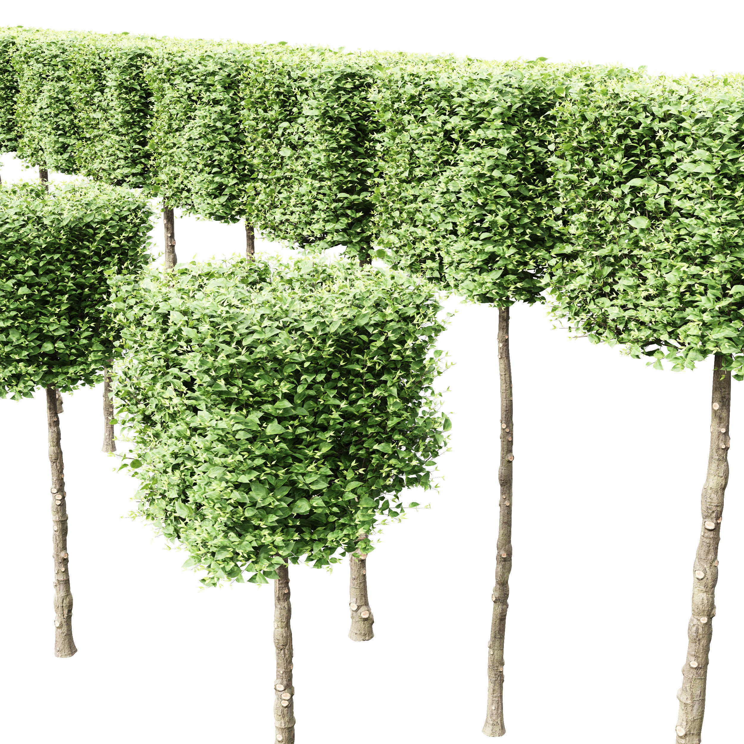 6 Different SETS of Tree SET VOL66 3D Model Collection_9