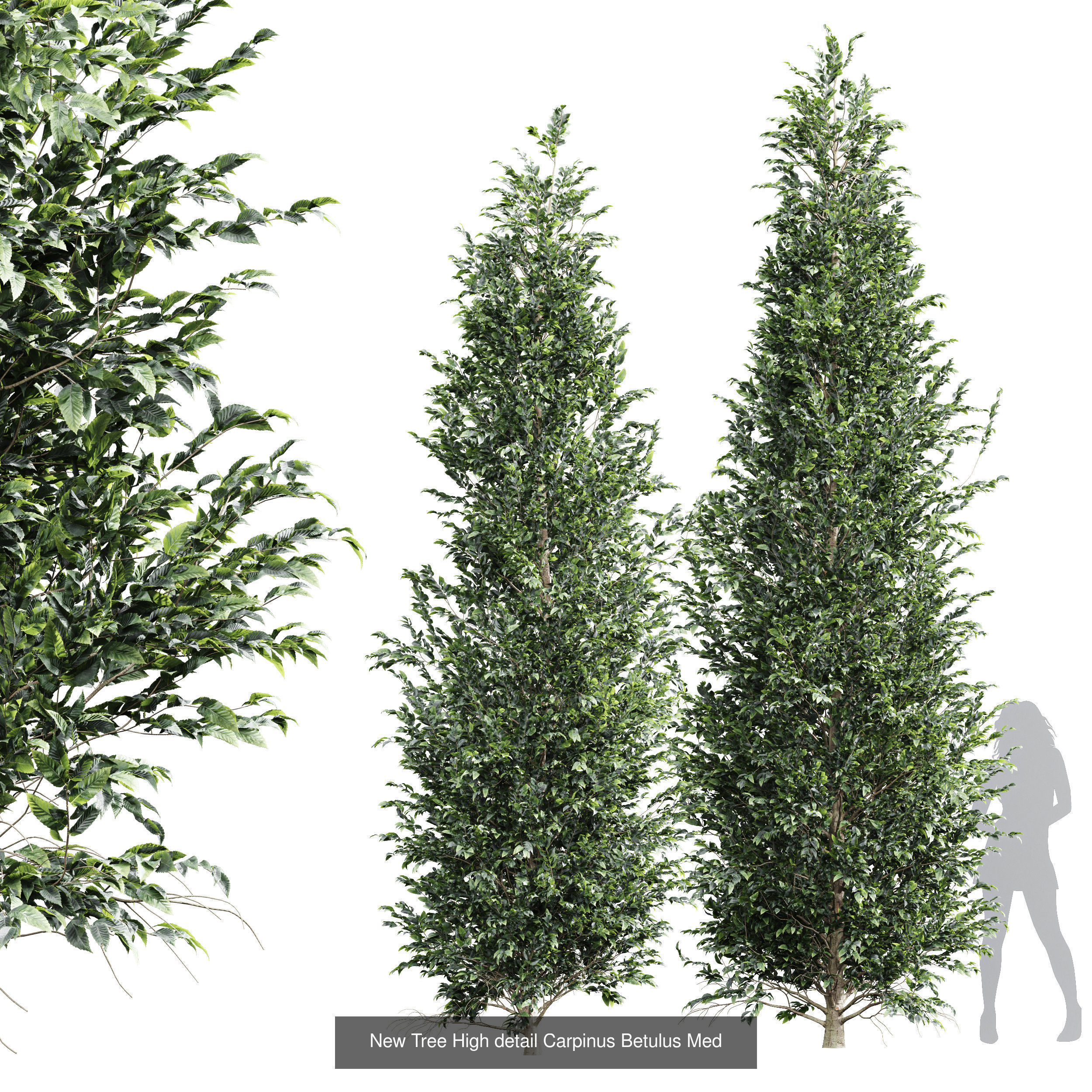 6 Different SETS of Tree SET VOL66 3D Model Collection_1