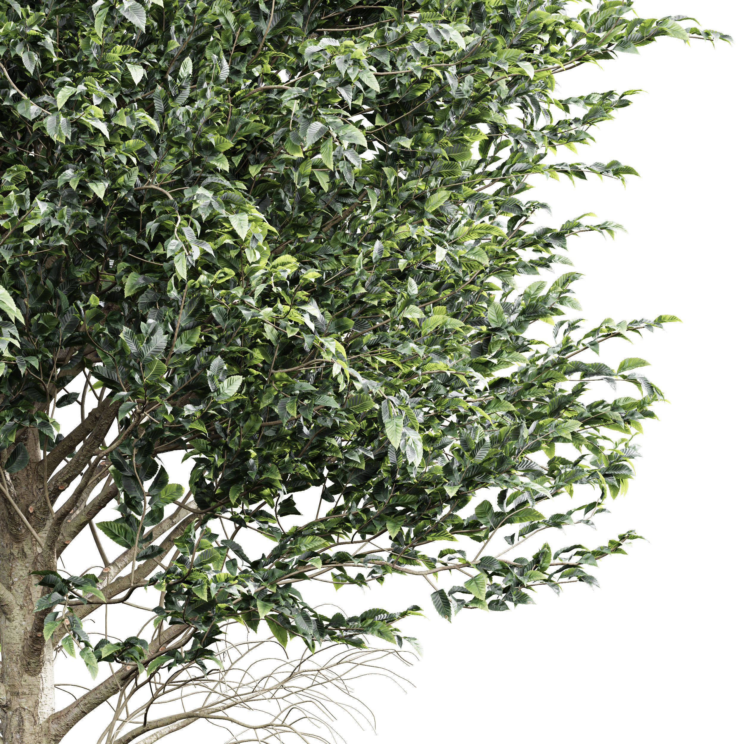 6 Different SETS of Tree SET VOL66 3D Model Collection_15