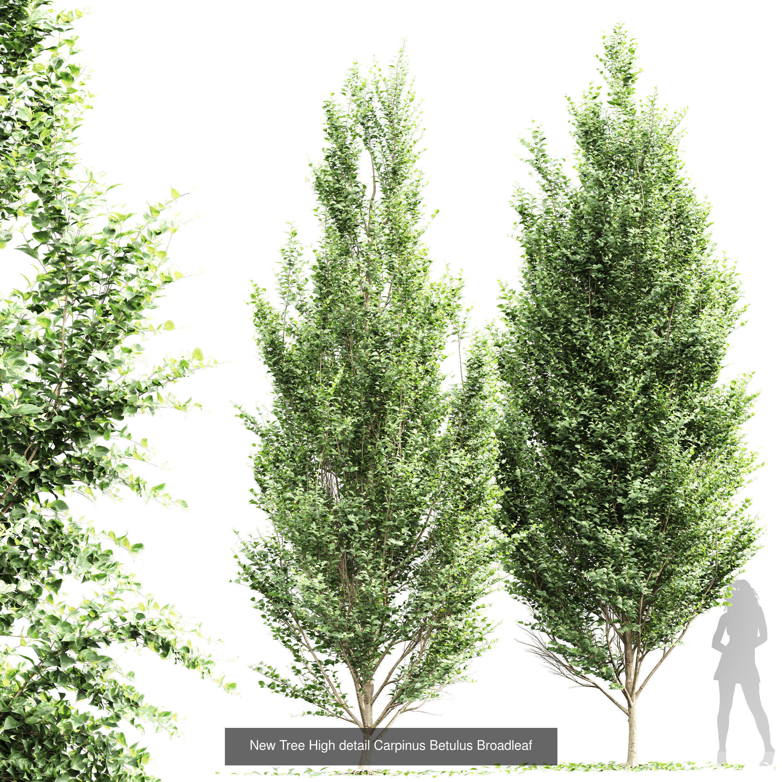 6 Different SETS of Tree SET VOL66 3D Model Collection_4