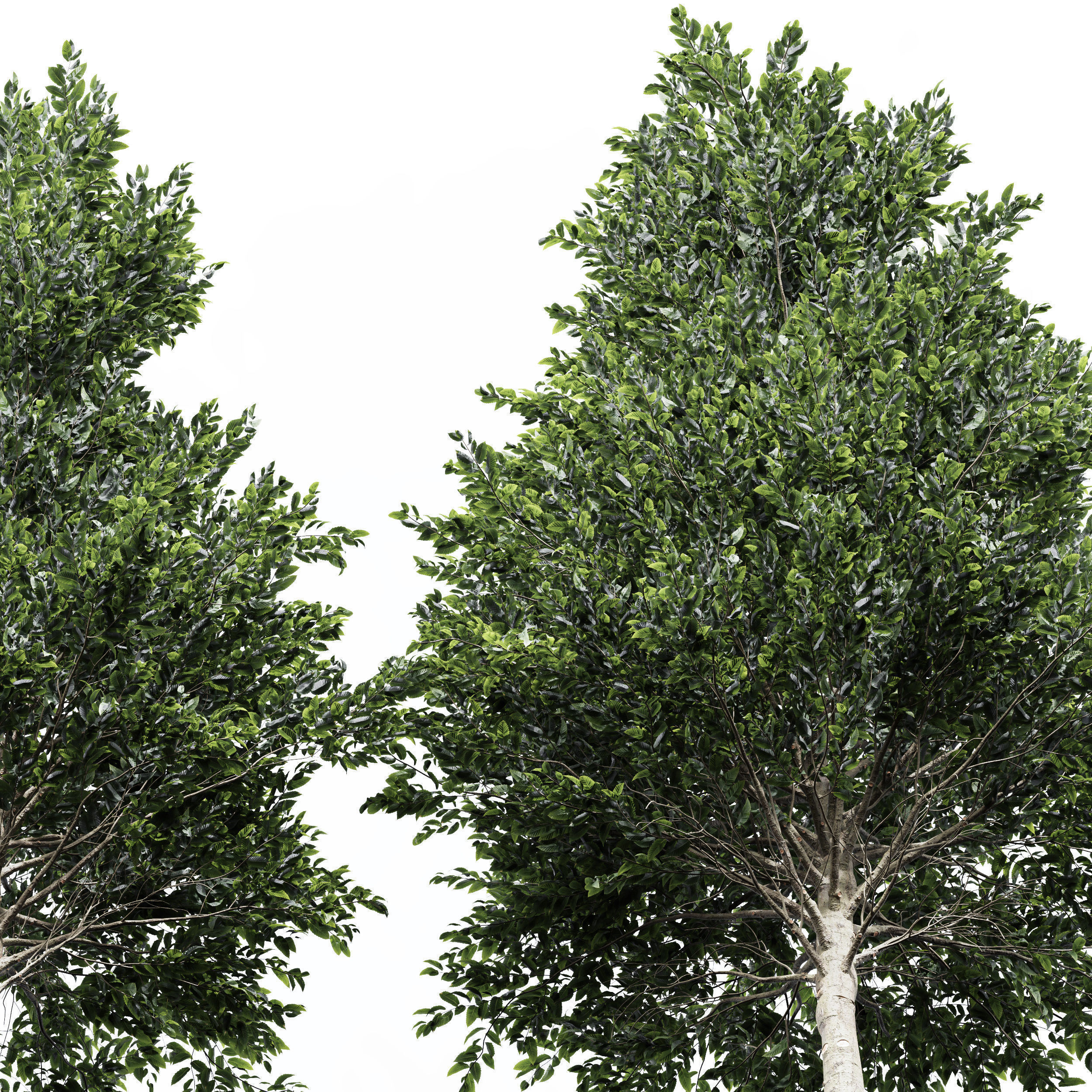 6 Different SETS of Tree SET VOL66 3D Model Collection_7