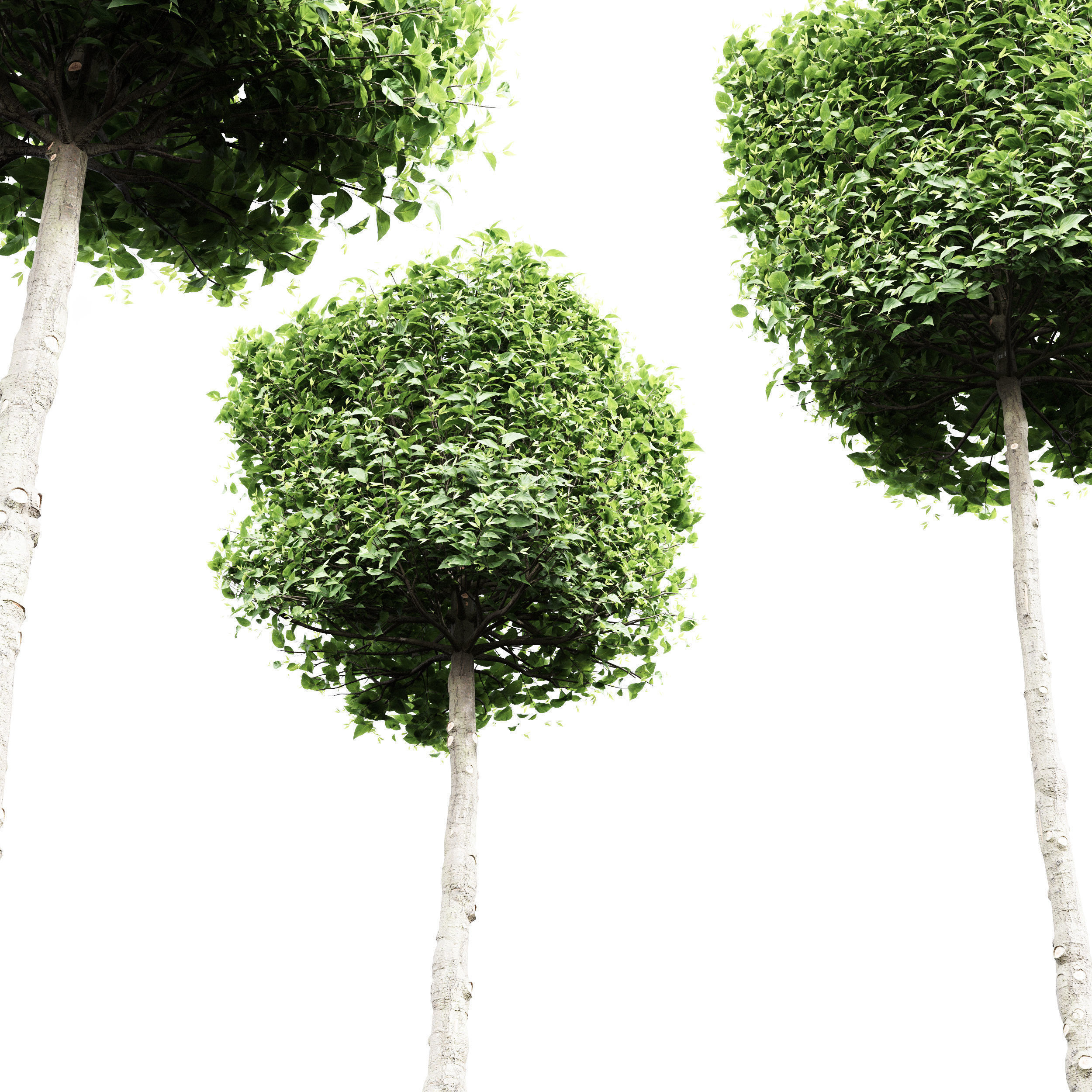 6 Different SETS of Tree SET VOL66 3D Model Collection_11