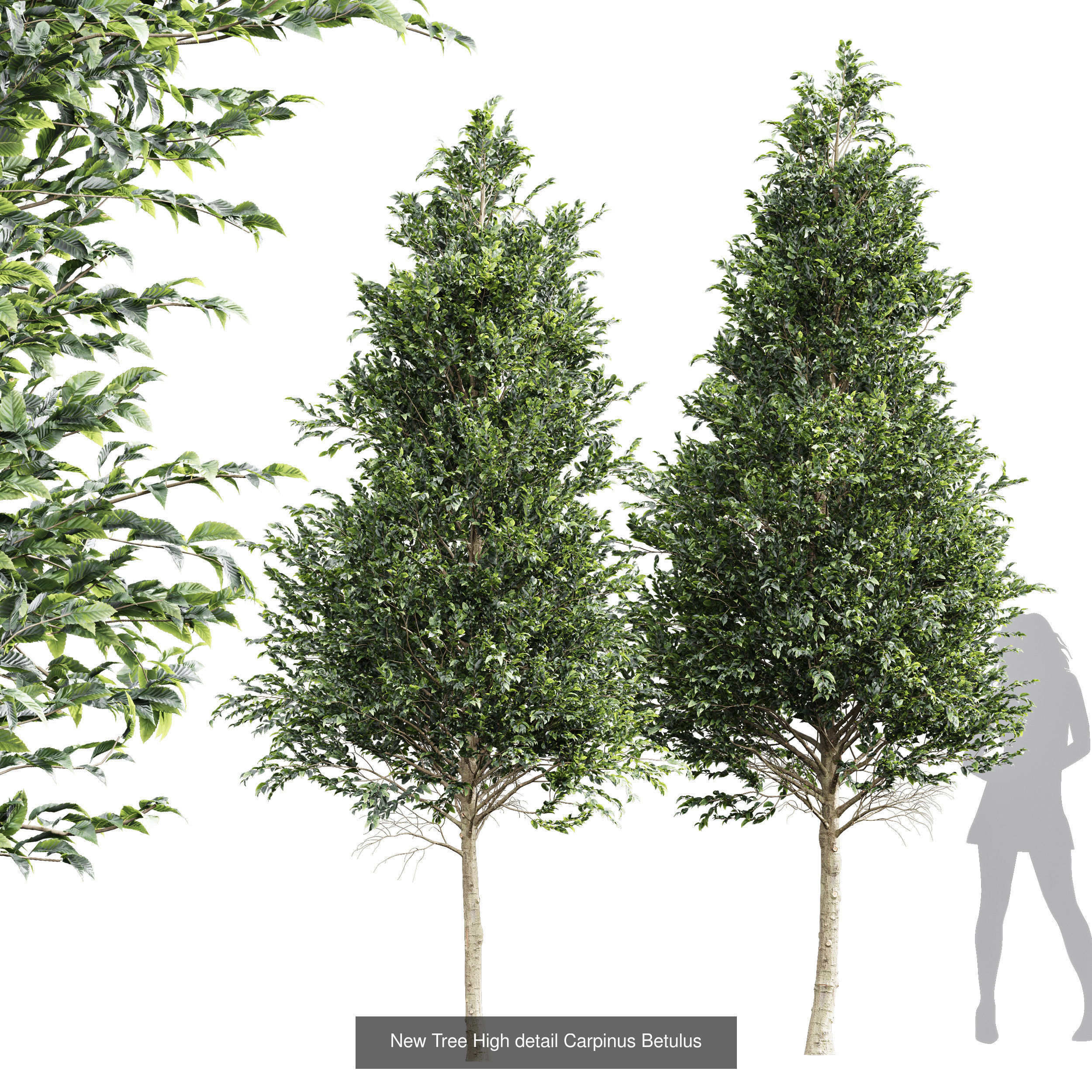 6 Different SETS of Tree SET VOL66 3D Model Collection_3