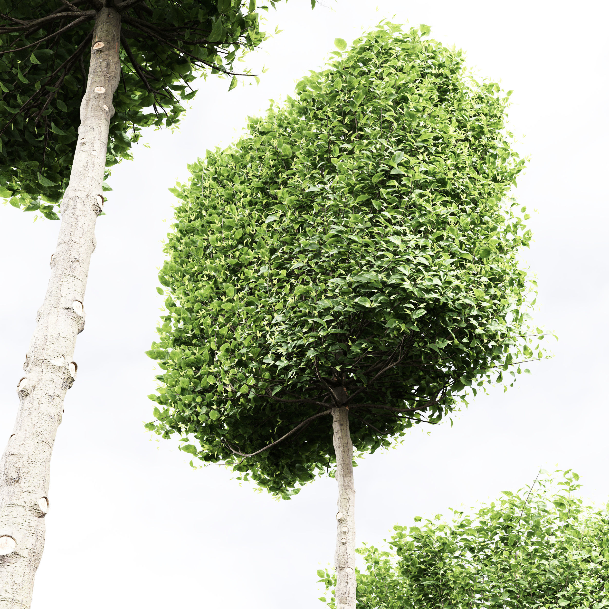 6 Different SETS of Tree SET VOL66 3D Model Collection_14