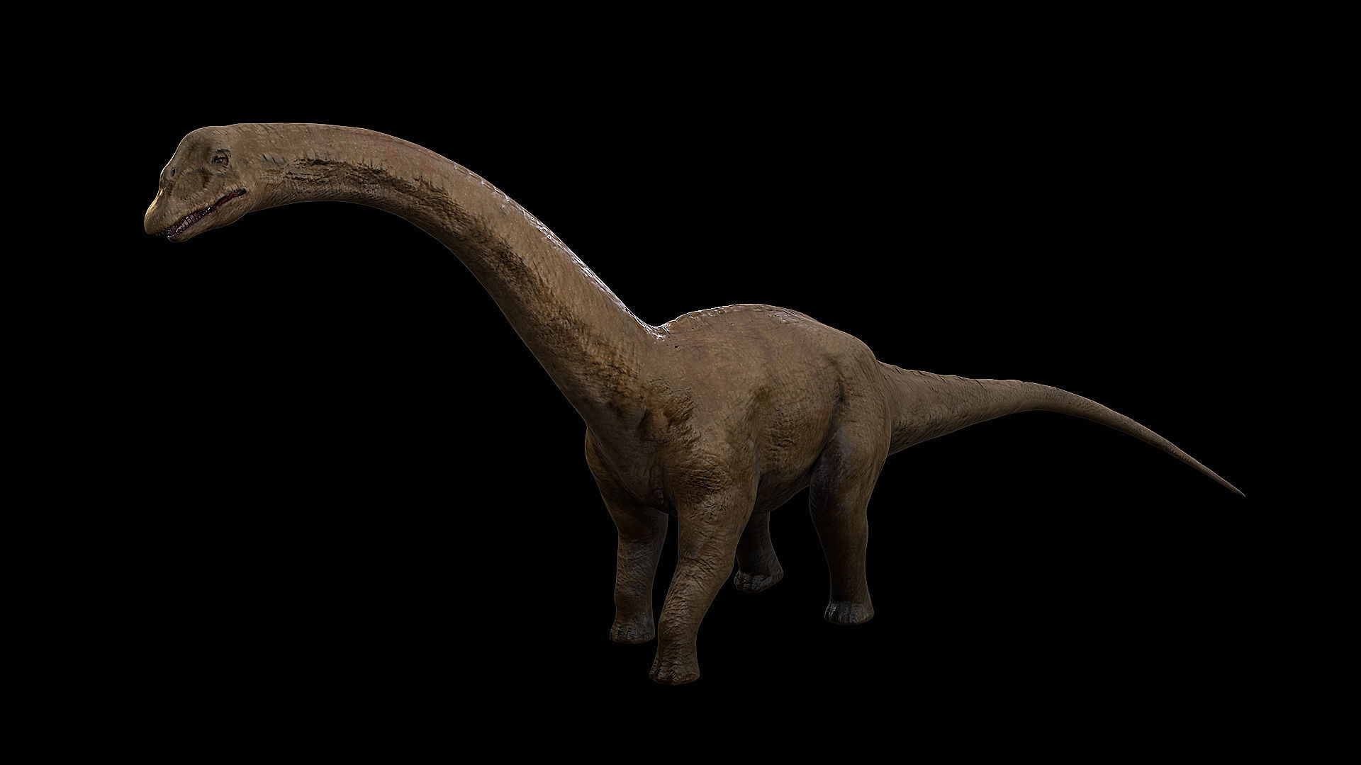 Sauropoda - Long Neck Dinosaur Low-poly 3D model_35