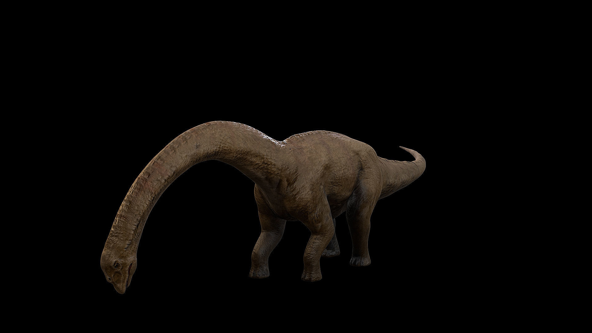 Sauropoda - Long Neck Dinosaur Low-poly 3D model_30