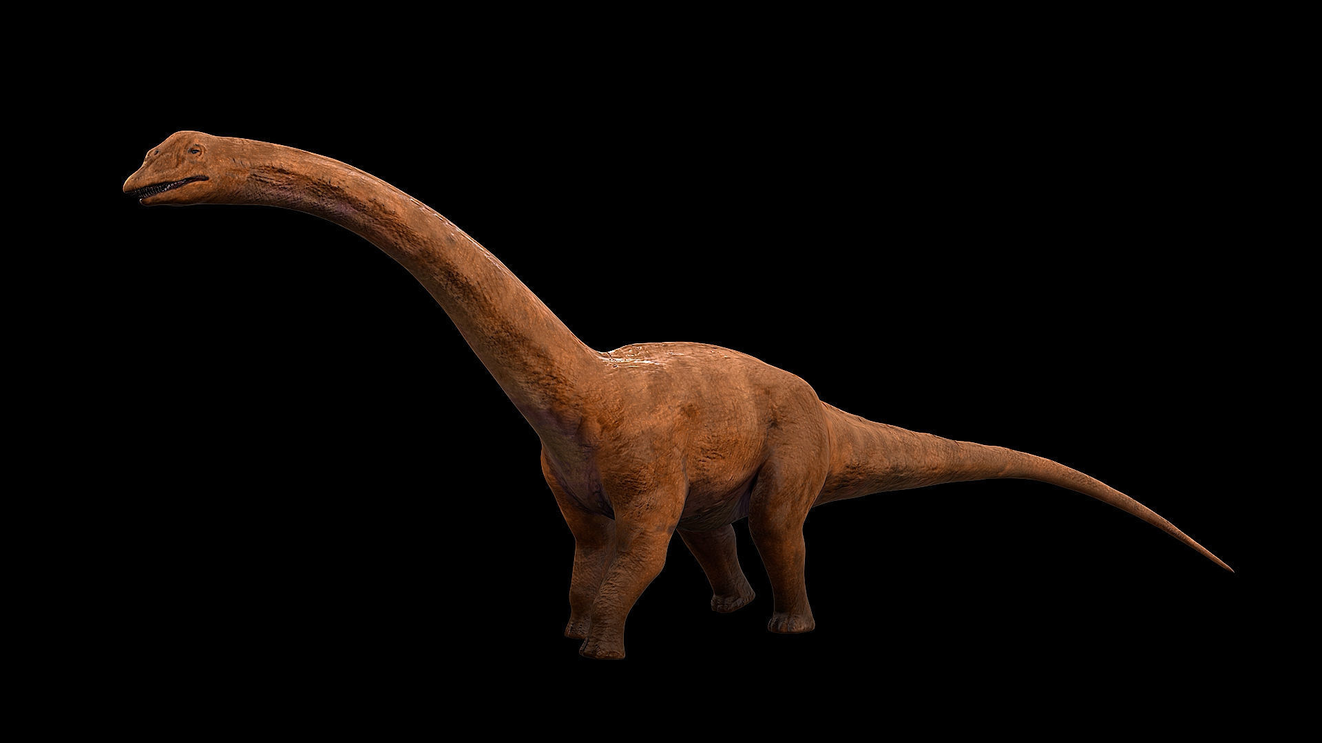 Sauropoda - Long Neck Dinosaur Low-poly 3D model_22