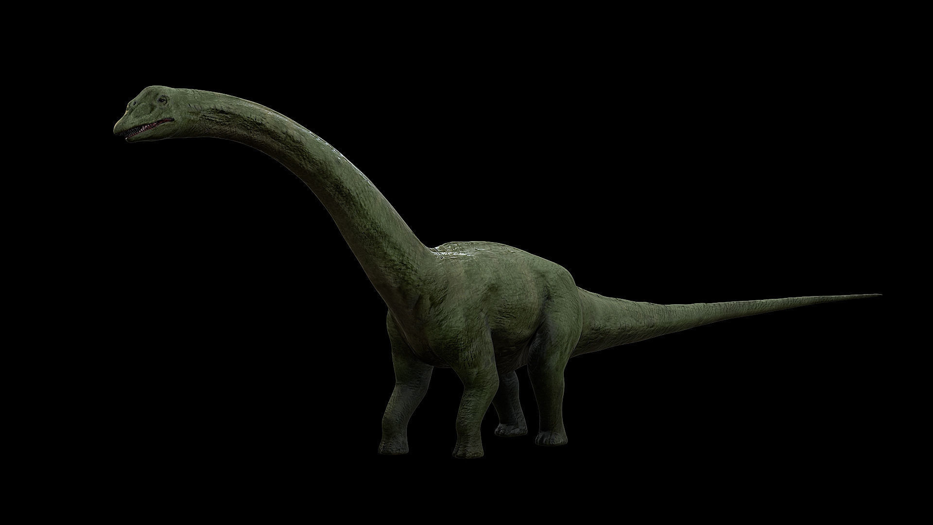 Sauropoda - Long Neck Dinosaur Low-poly 3D model_3