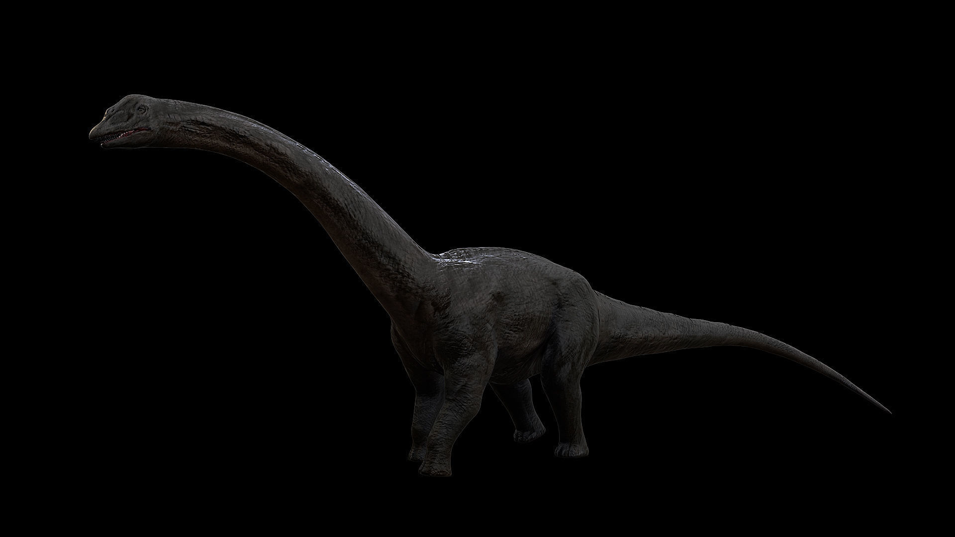 Sauropoda - Long Neck Dinosaur Low-poly 3D model_23