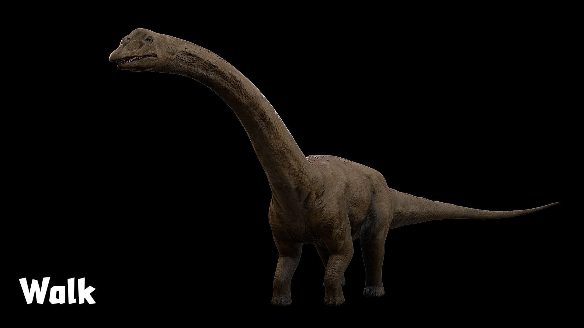 Sauropoda - Long Neck Dinosaur Low-poly 3D model_11
