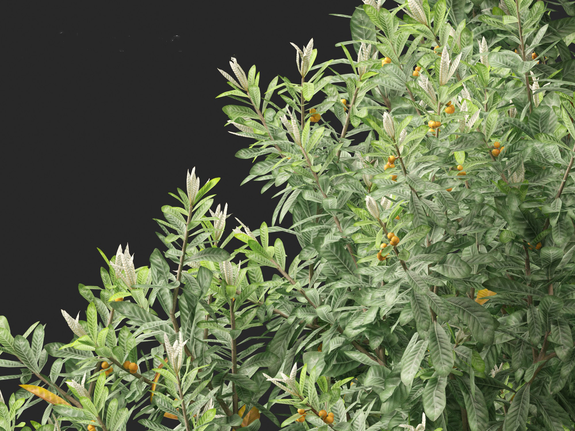 Loquat - Bigleaf hydrangea Tree 3D model_1