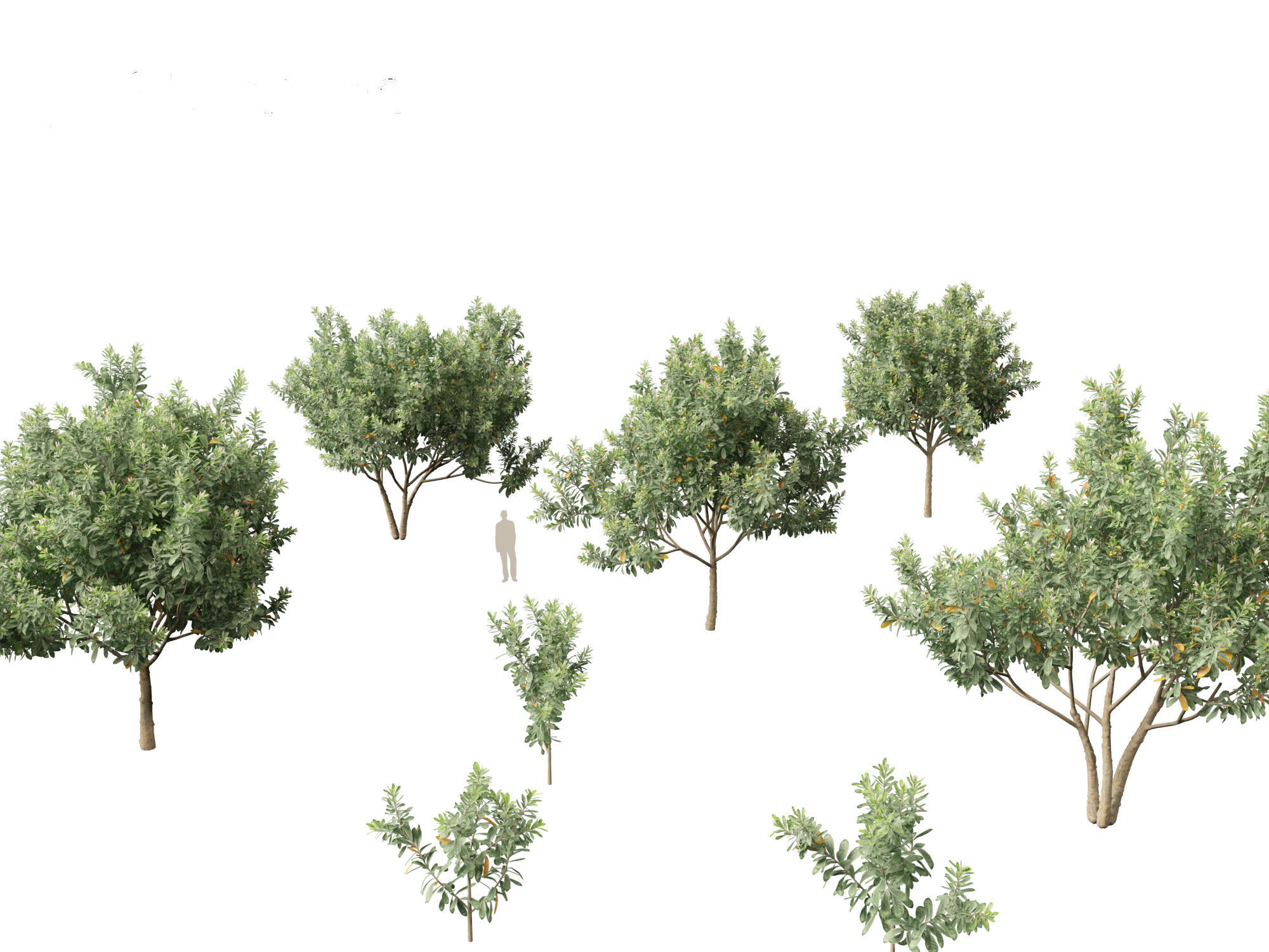 Loquat - Bigleaf hydrangea Tree 3D model_2