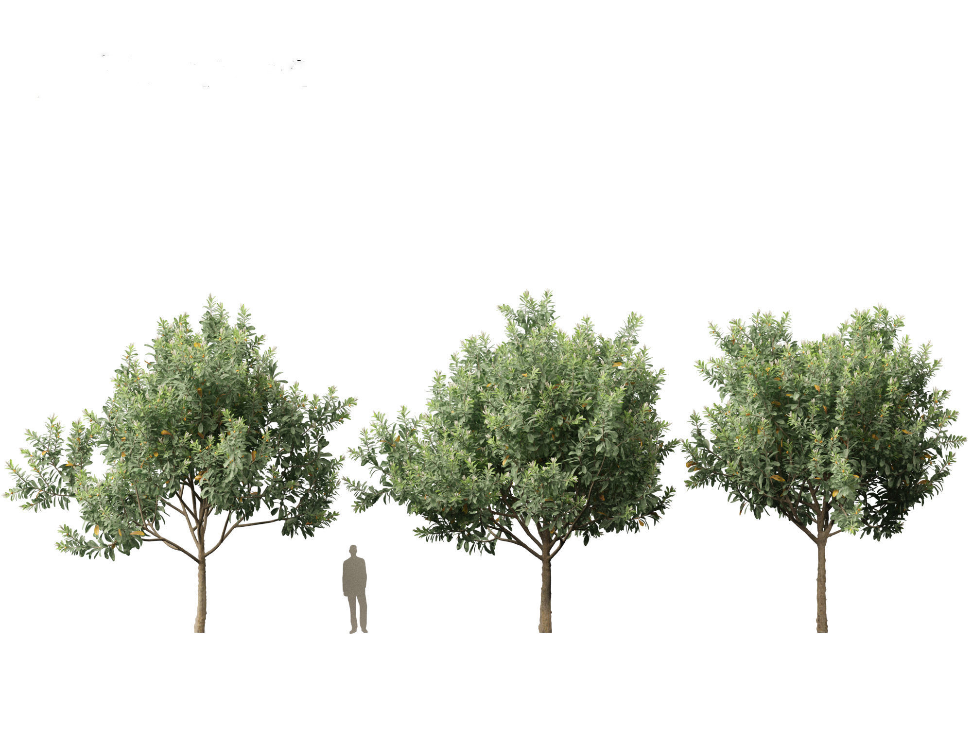 Loquat - Bigleaf hydrangea Tree 3D model_9