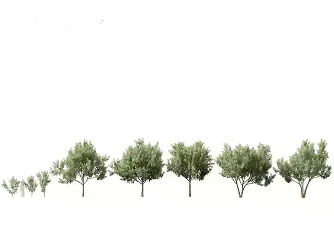 Loquat - Bigleaf hydrangea Tree