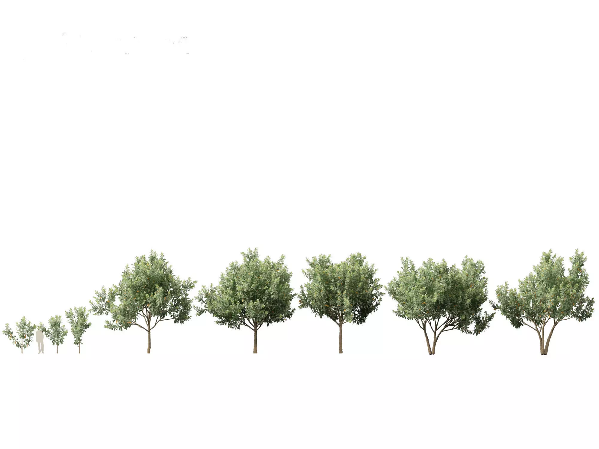 Loquat - Bigleaf hydrangea Tree 3D model_0