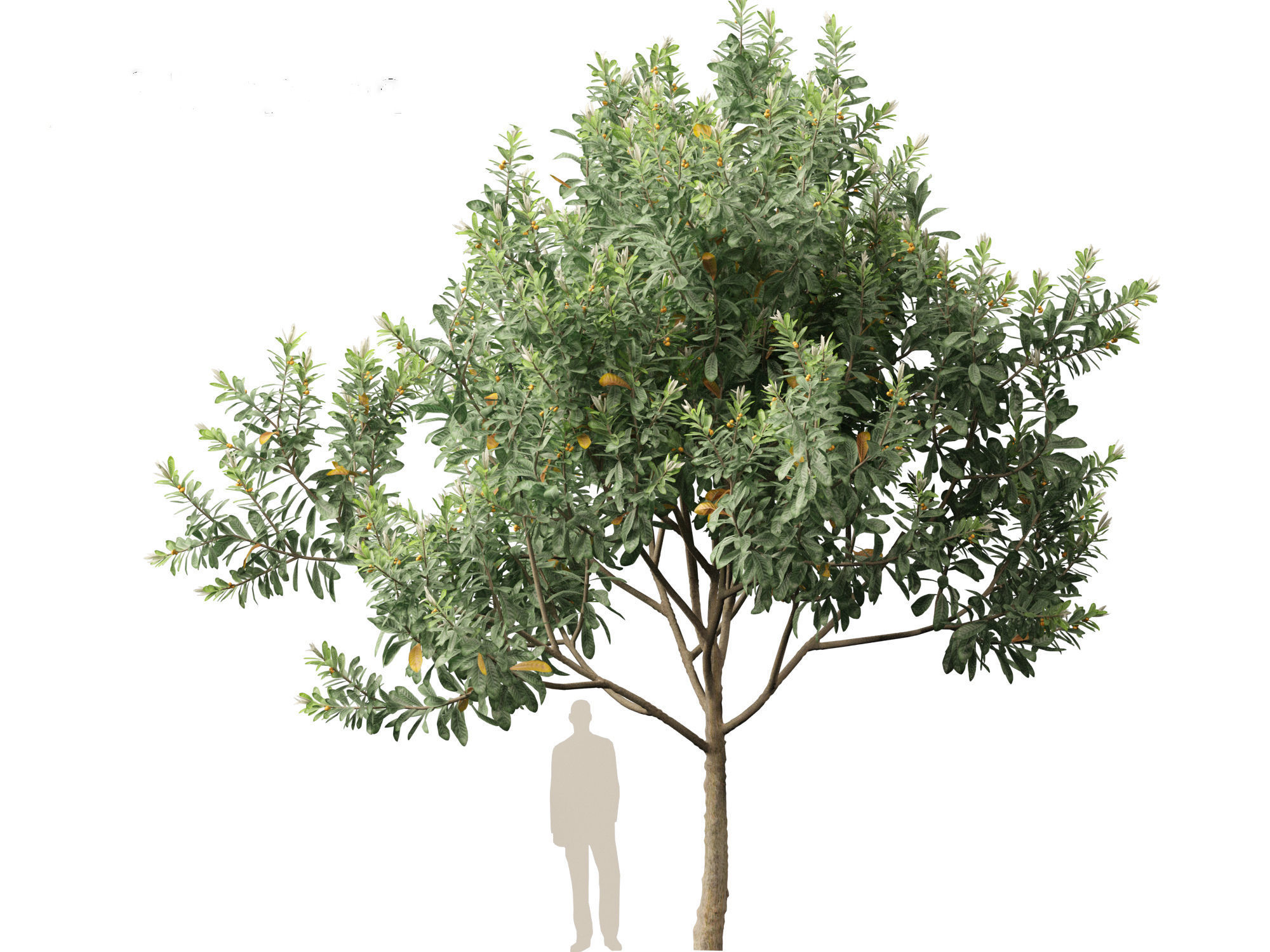Loquat - Bigleaf hydrangea Tree 3D model_4