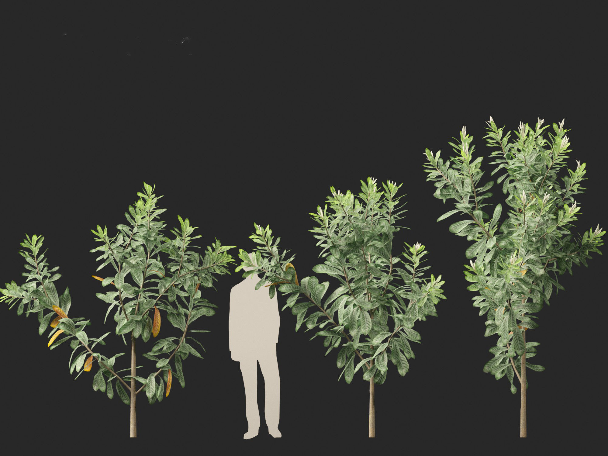 Loquat - Bigleaf hydrangea Tree 3D model_8