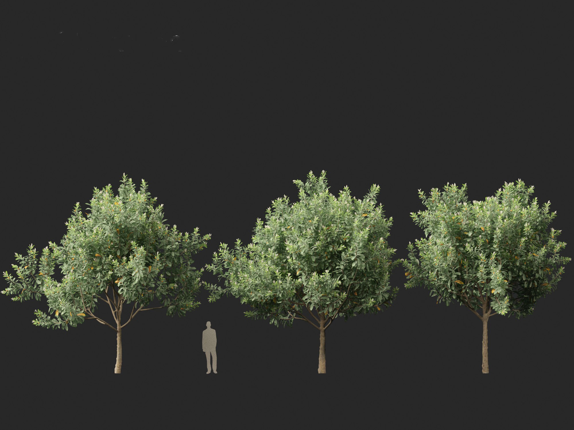 Loquat - Bigleaf hydrangea Tree 3D model_10