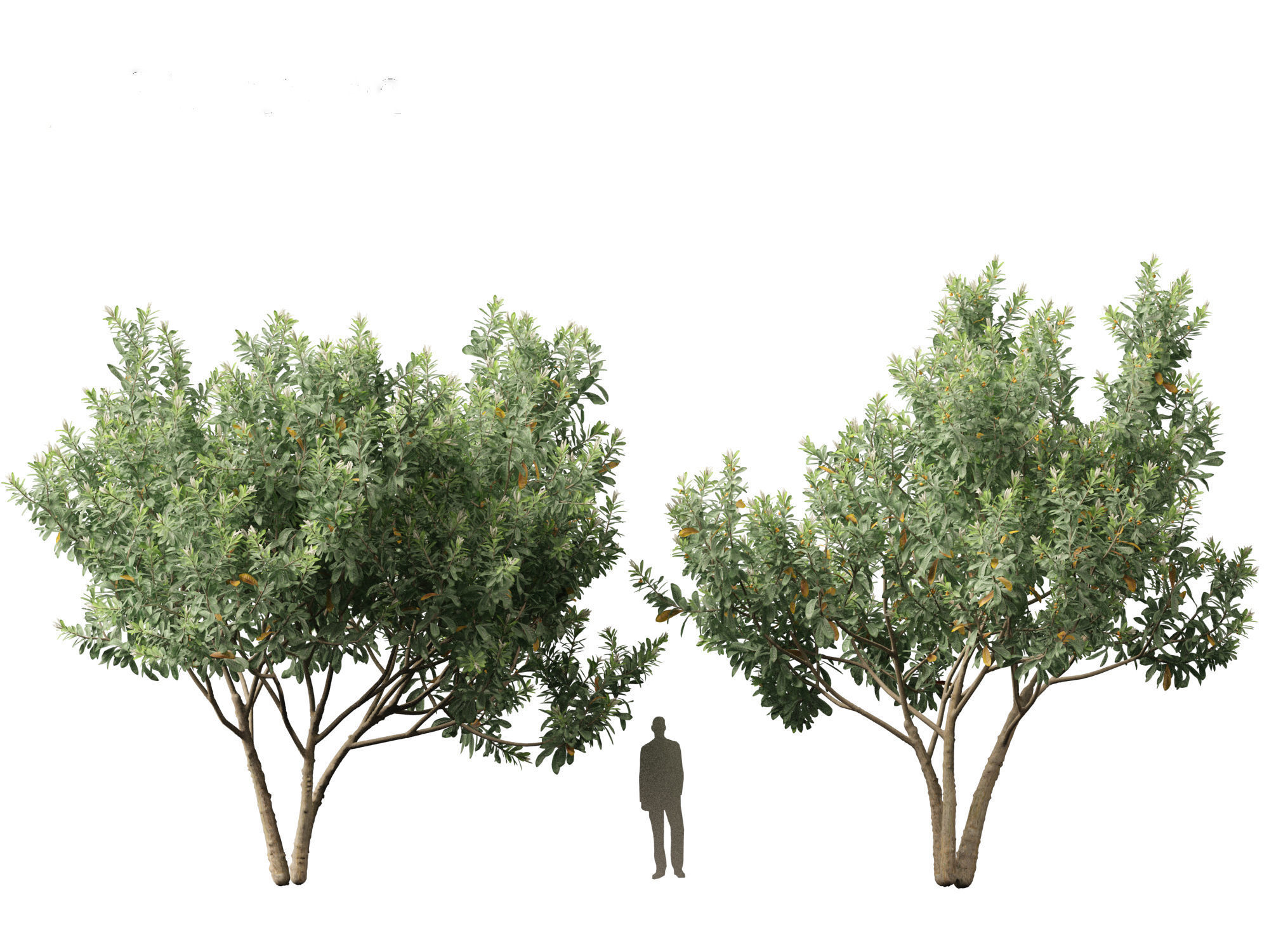 Loquat - Bigleaf hydrangea Tree 3D model_11