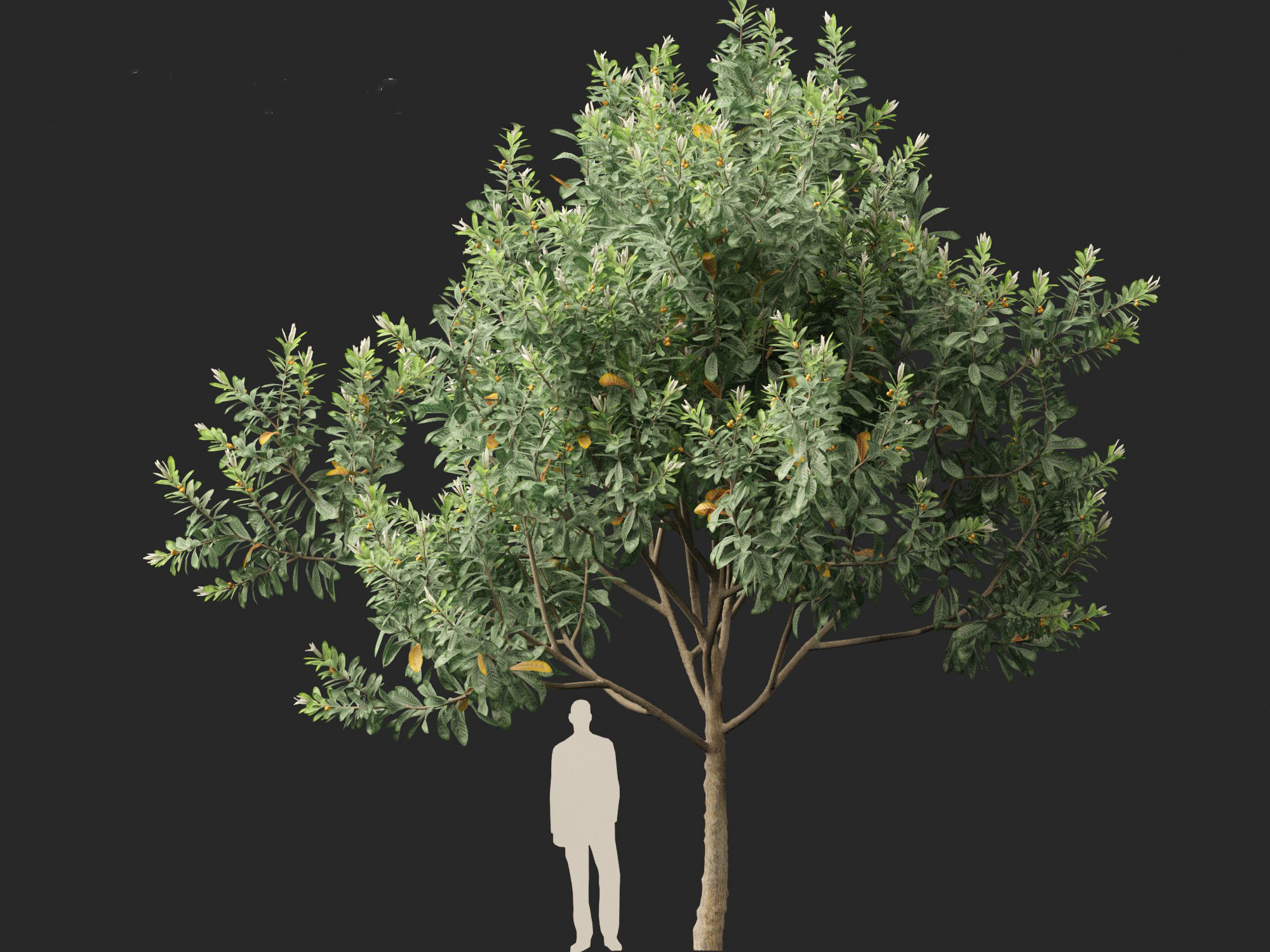 Loquat - Bigleaf hydrangea Tree 3D model_5