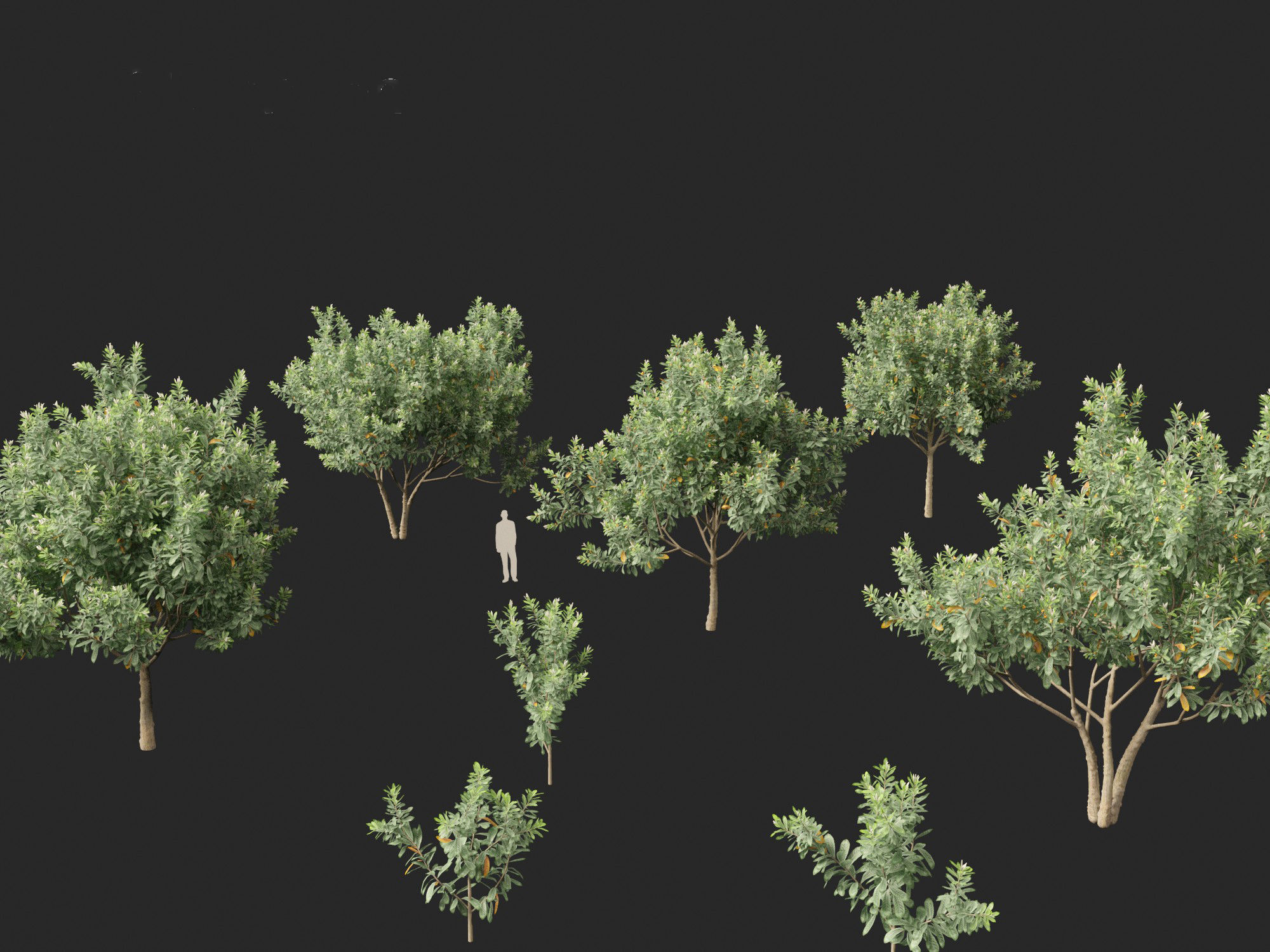 Loquat - Bigleaf hydrangea Tree 3D model_3