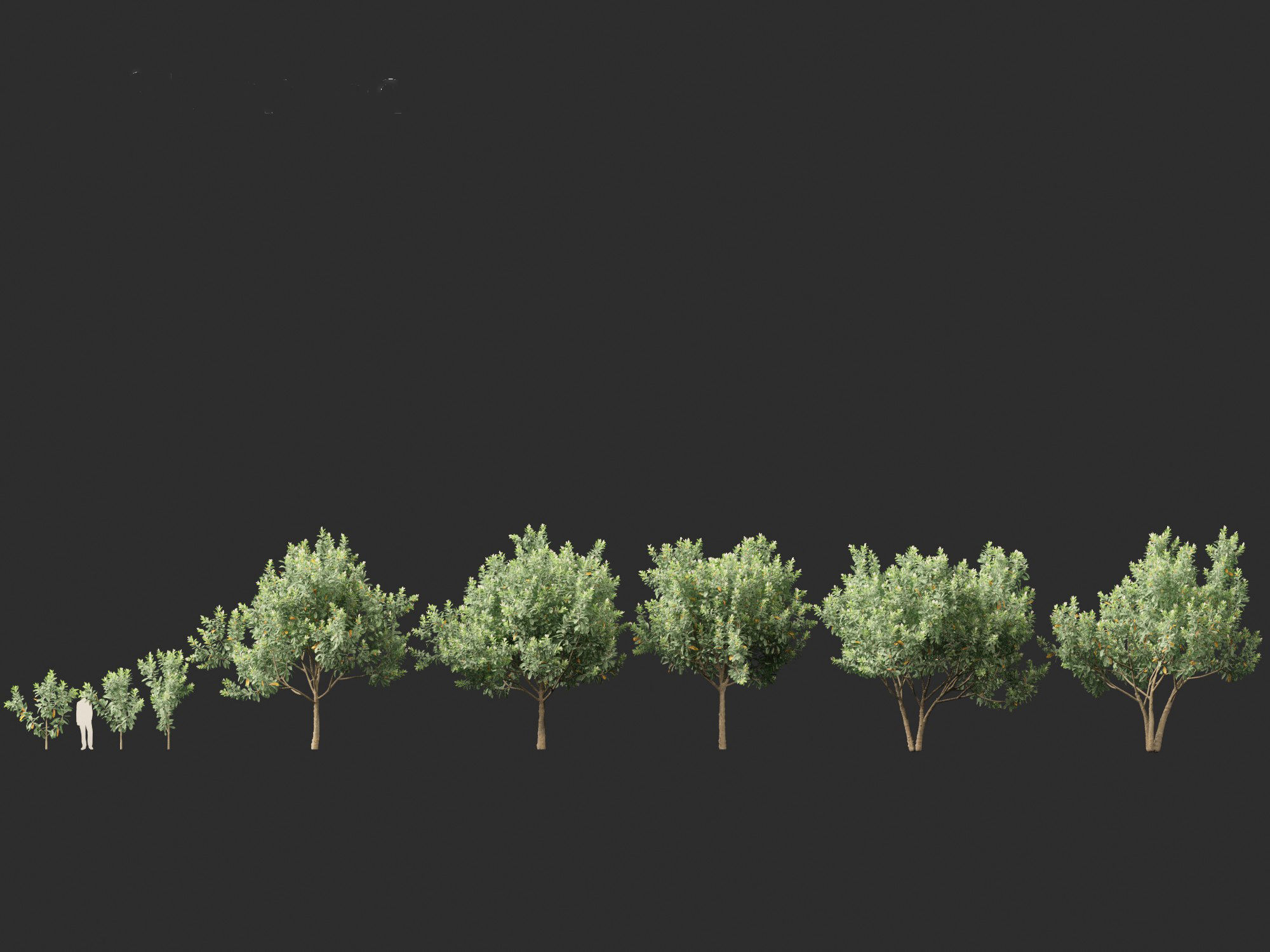 Loquat - Bigleaf hydrangea Tree 3D model_6