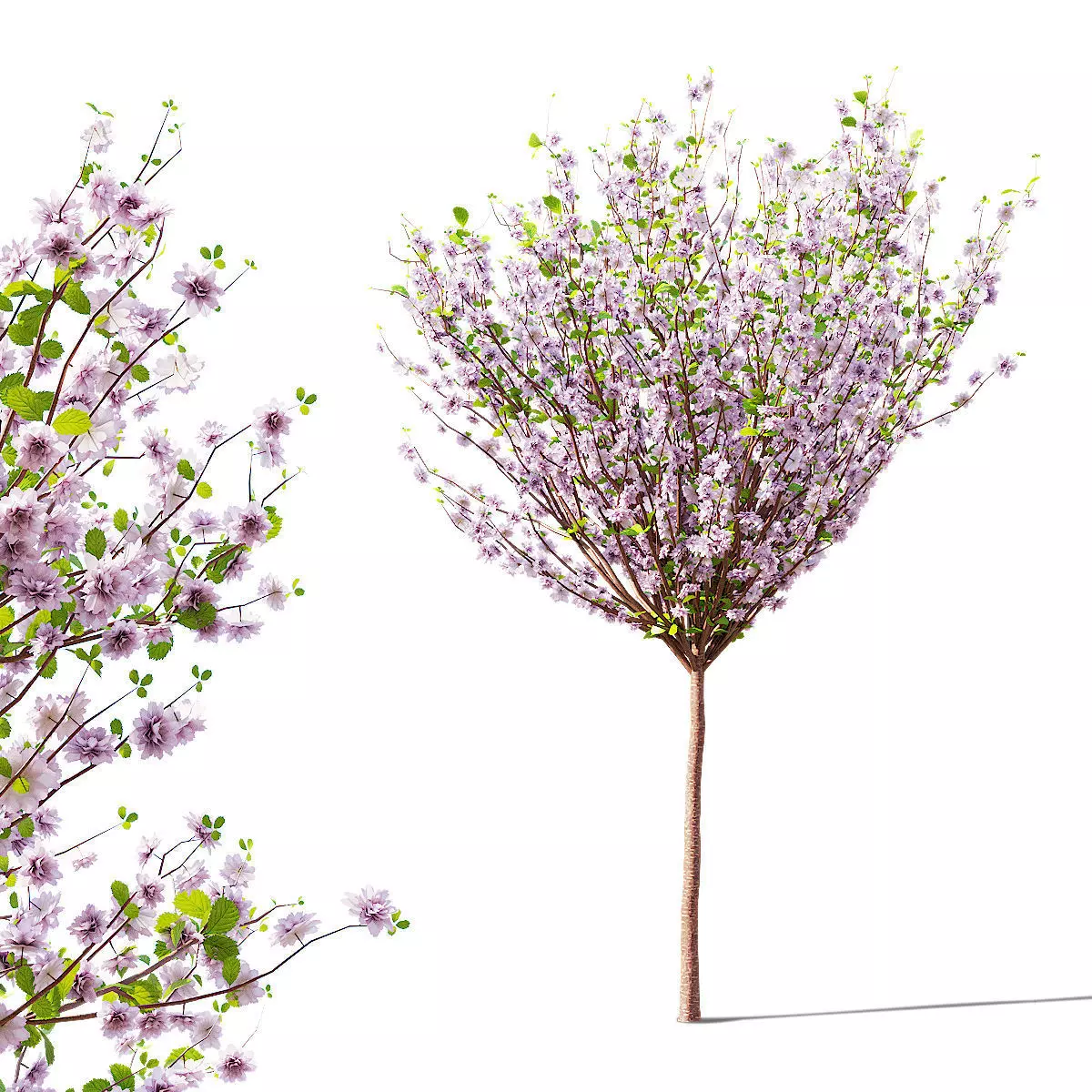 Prunus triloba tree 3D model