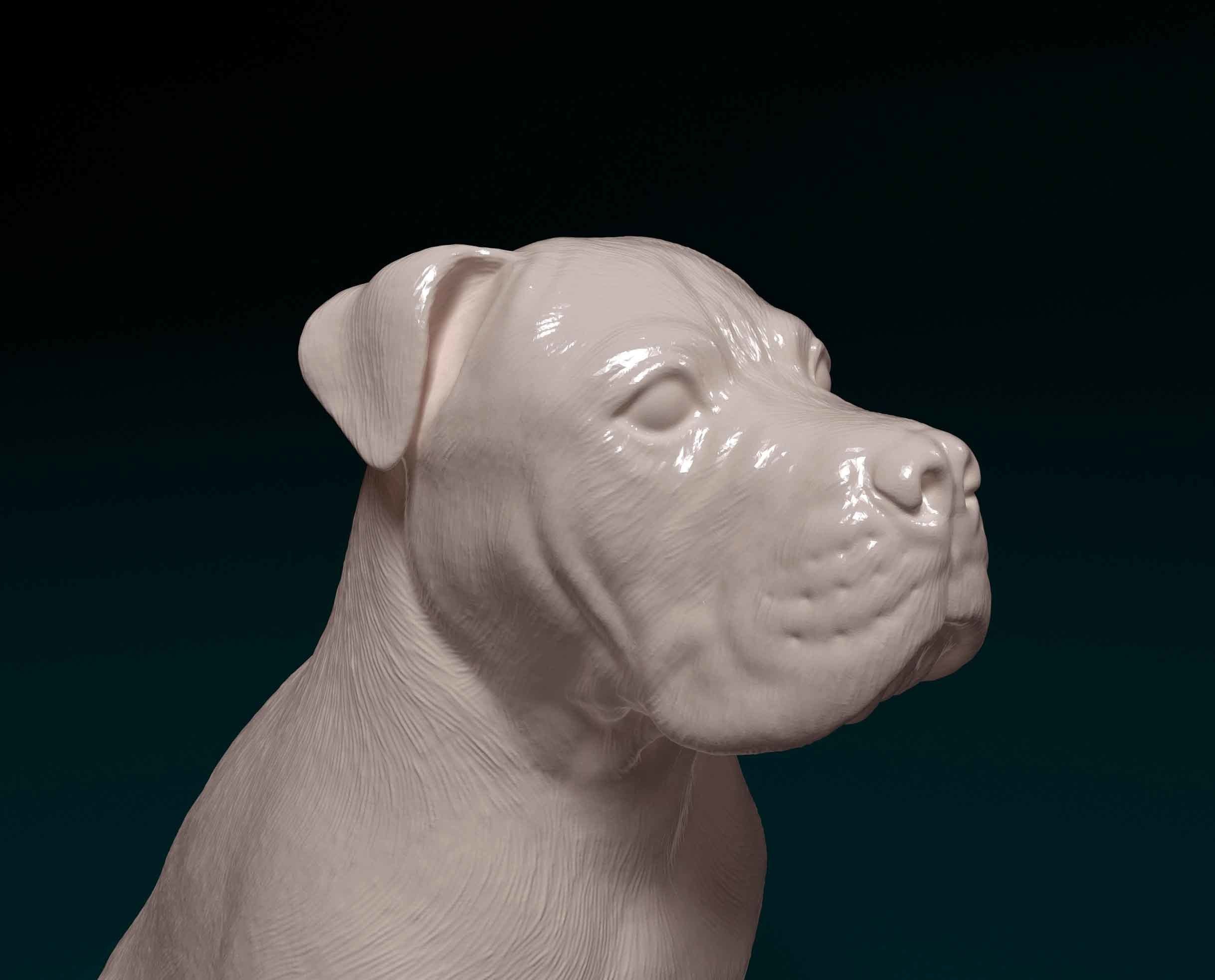 American Pitbull 09 3D print model_6