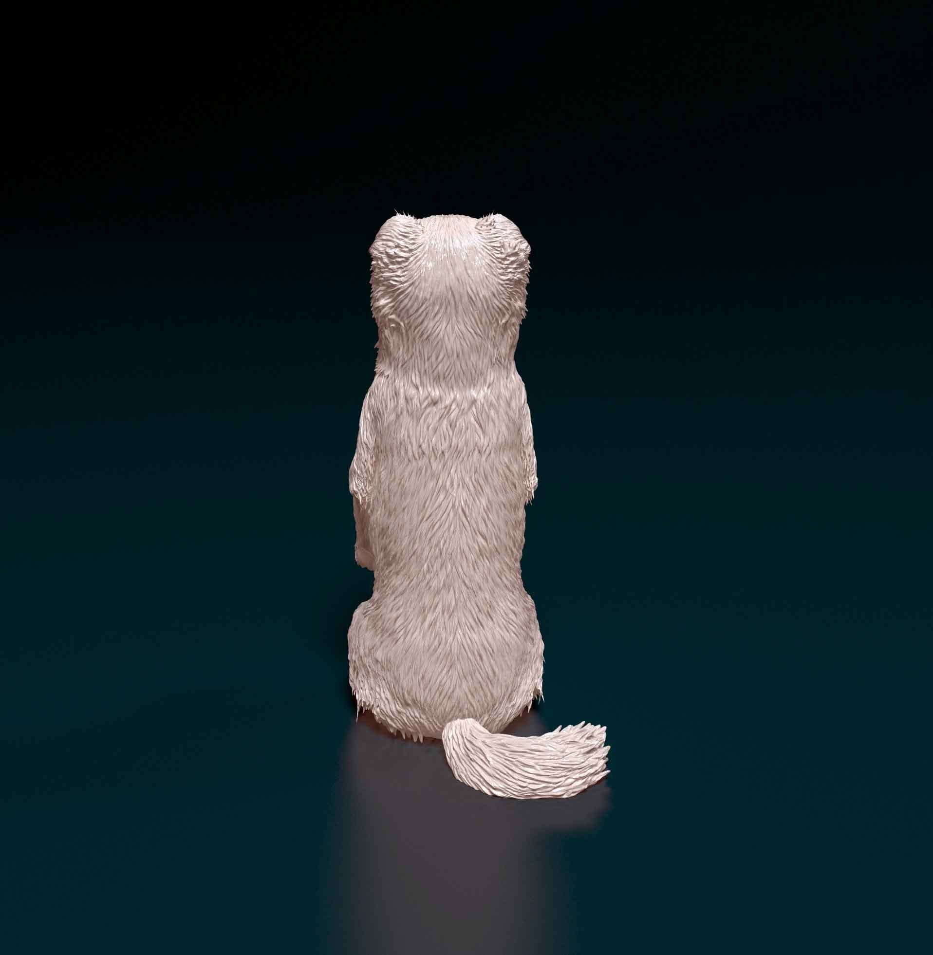 Australian kelpie dog 3D print model_4