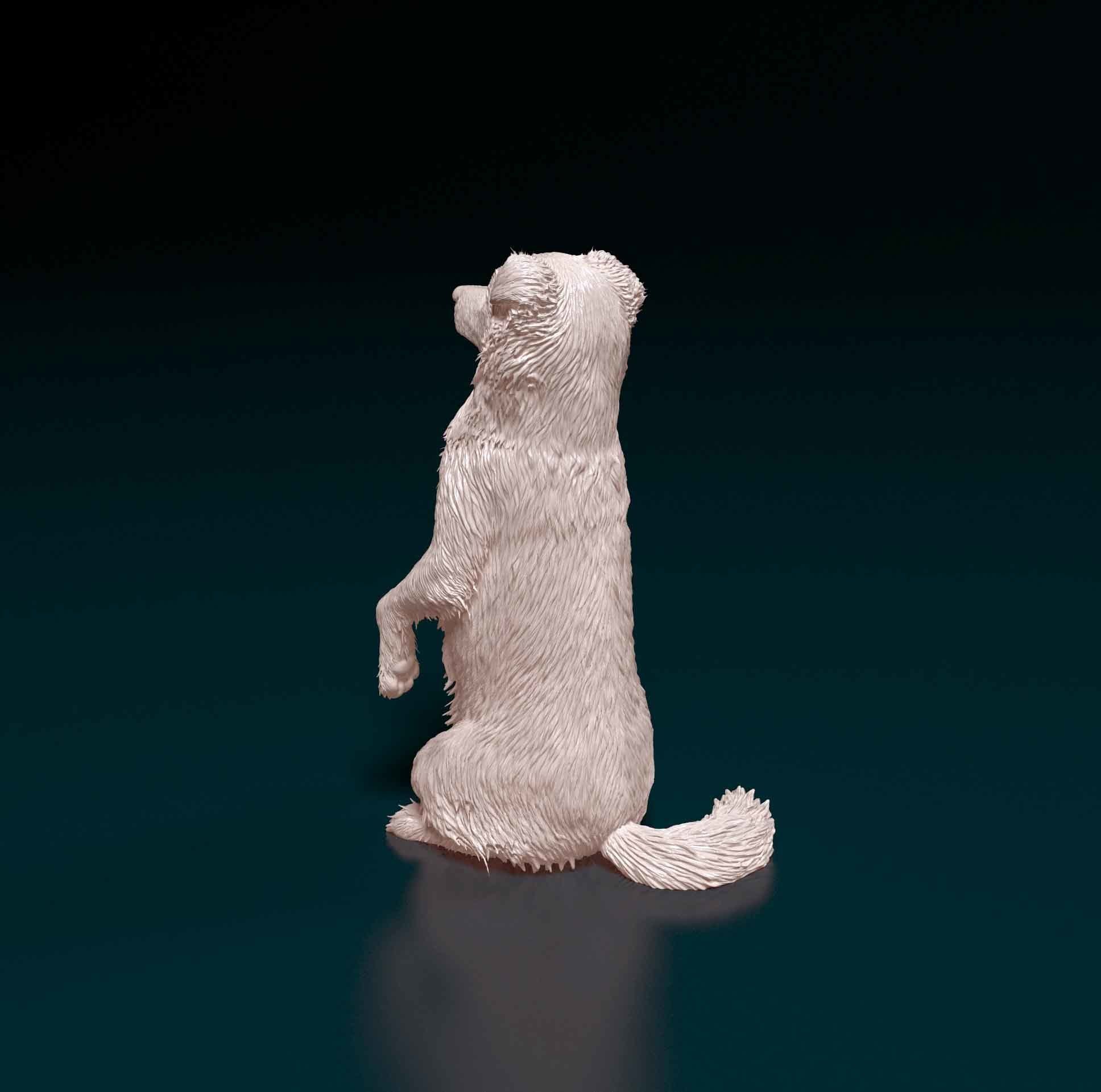 Australian kelpie dog 3D print model_3