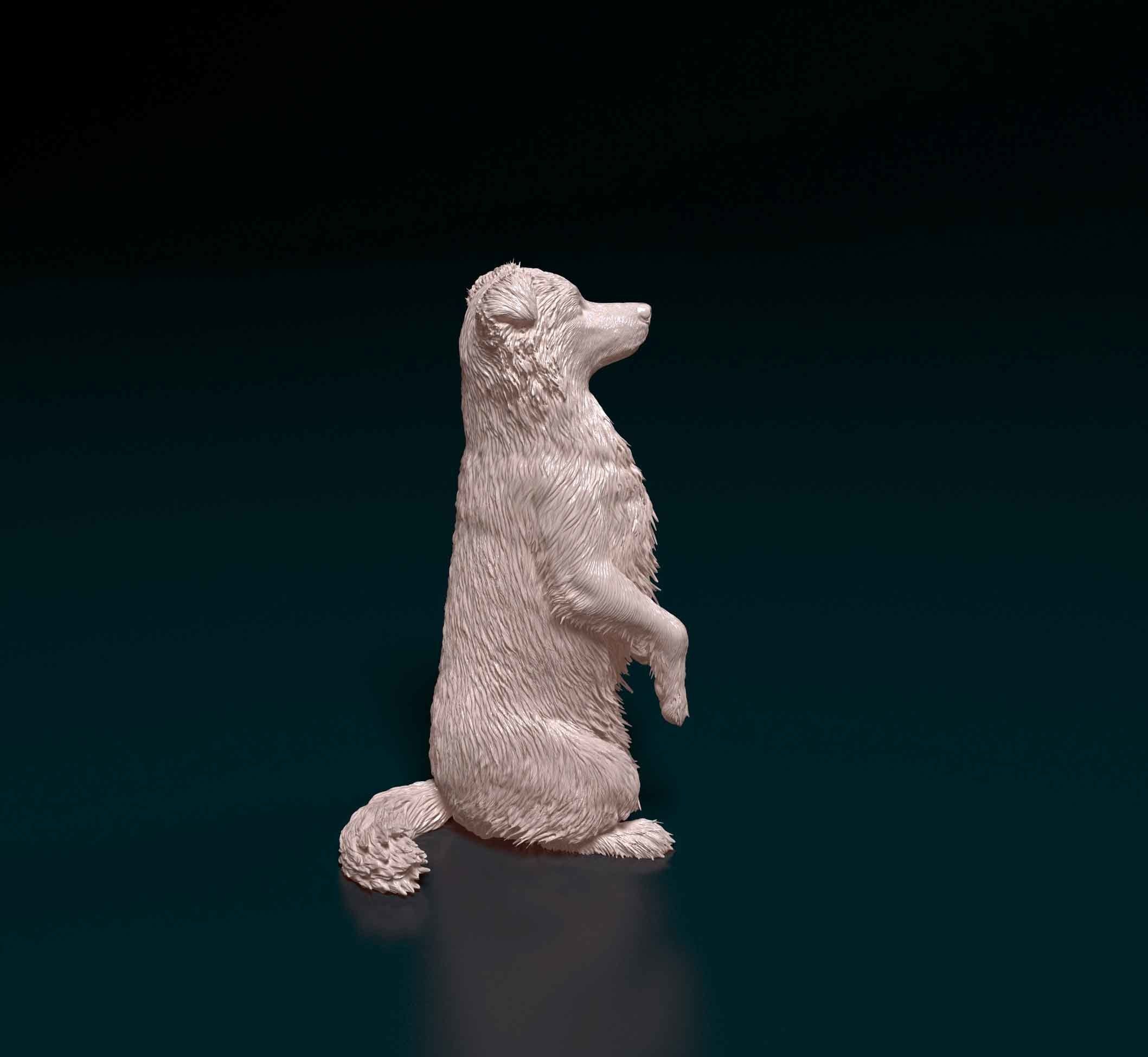 Australian kelpie dog 3D print model_1