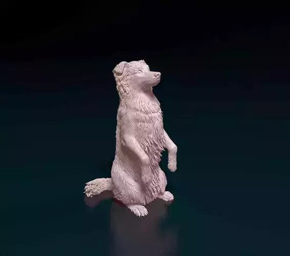 Australian kelpie dog 3D print model