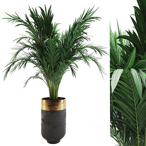 indoor plant 07 3D model