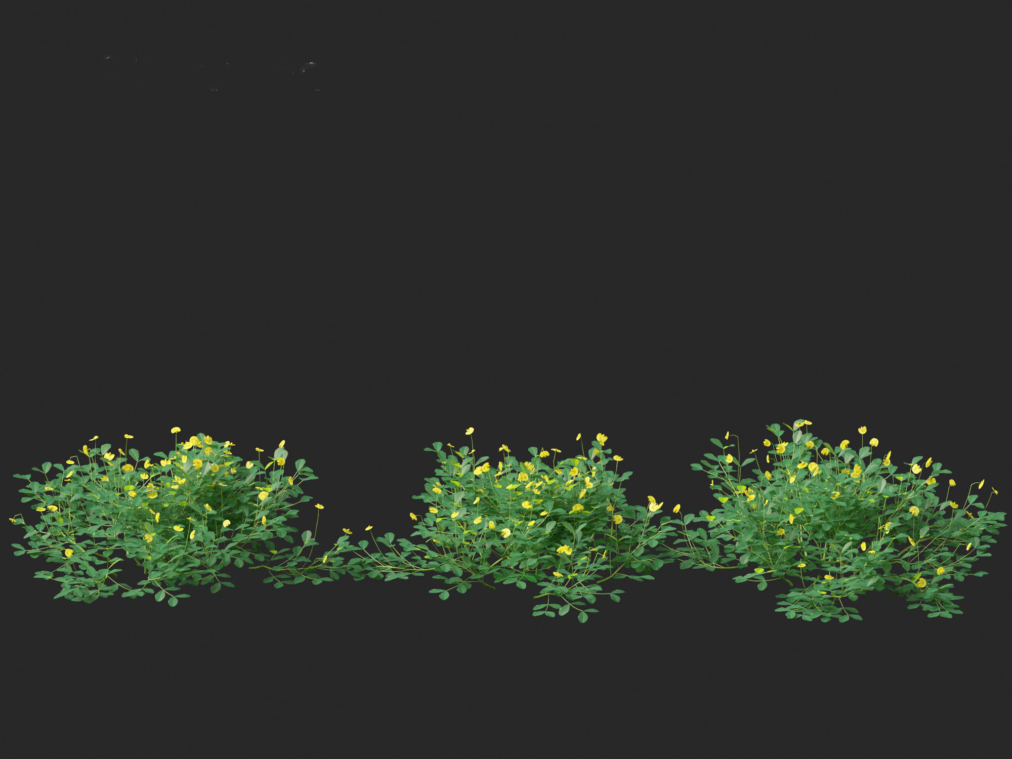 Arachis pintoi - Yellow Peanut Plant 3D model_7