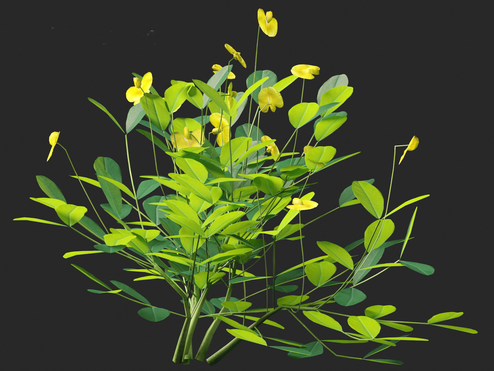 Arachis pintoi - Yellow Peanut Plant 3D model_2