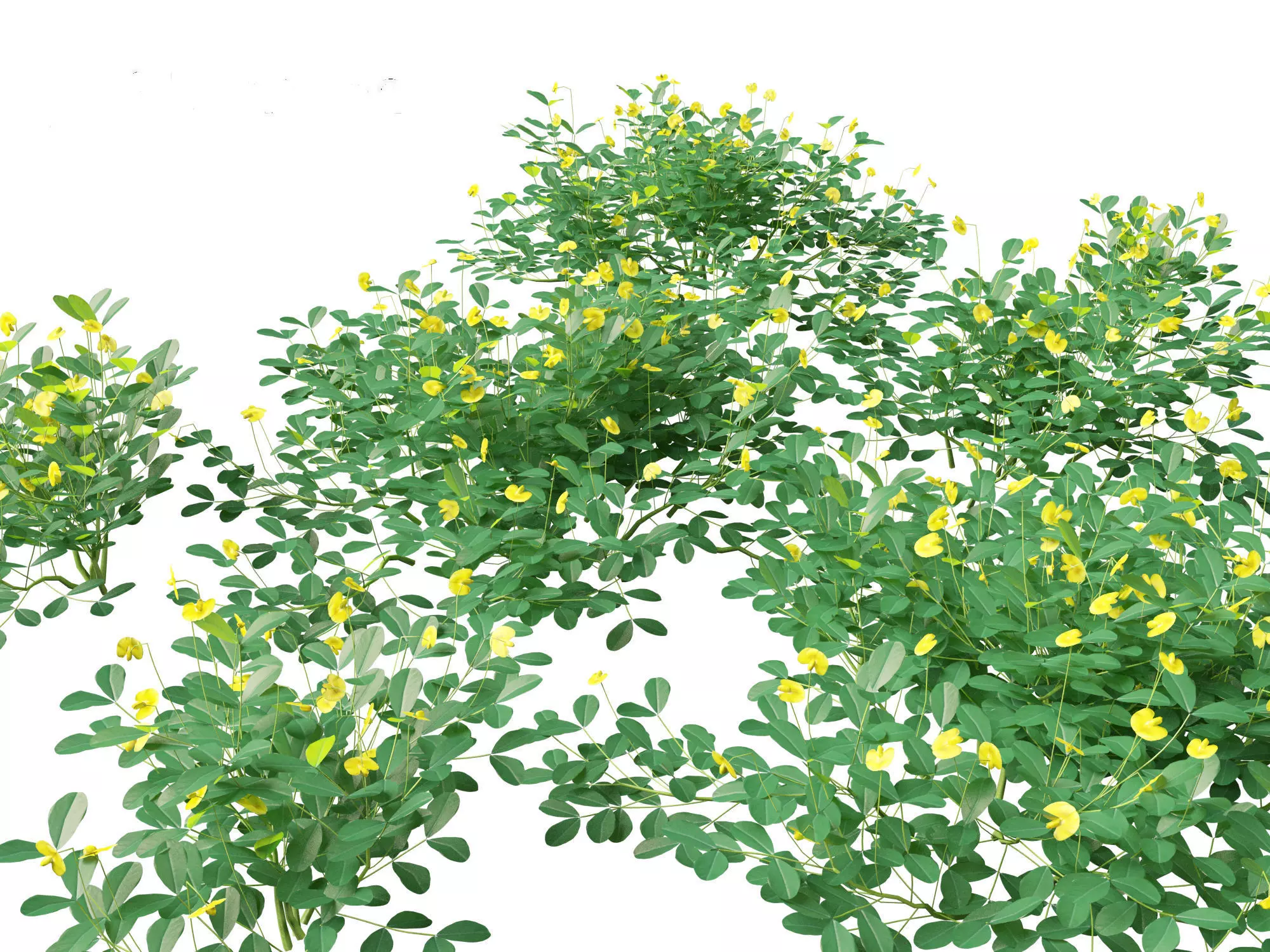 Arachis pintoi - Yellow Peanut Plant 3D model_0