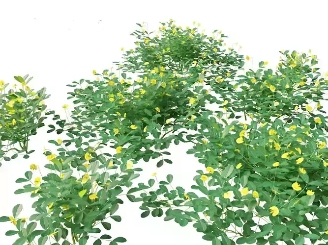Arachis pintoi - Yellow Peanut Plant 3D model