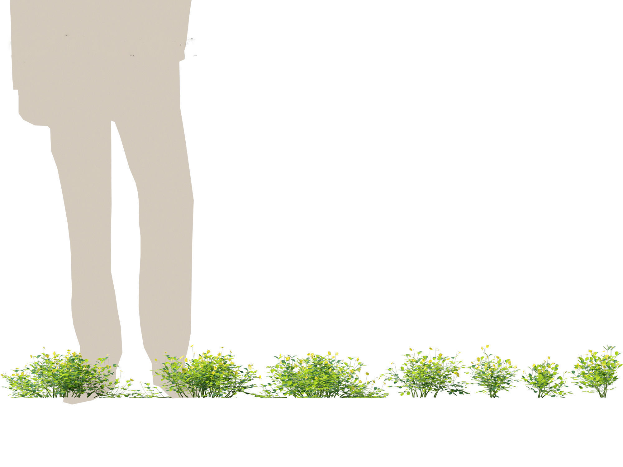 Arachis pintoi - Yellow Peanut Plant 3D model_4