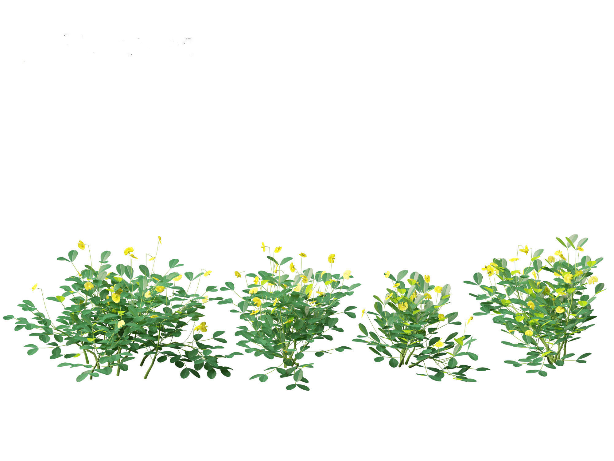 Arachis pintoi - Yellow Peanut Plant 3D model_8