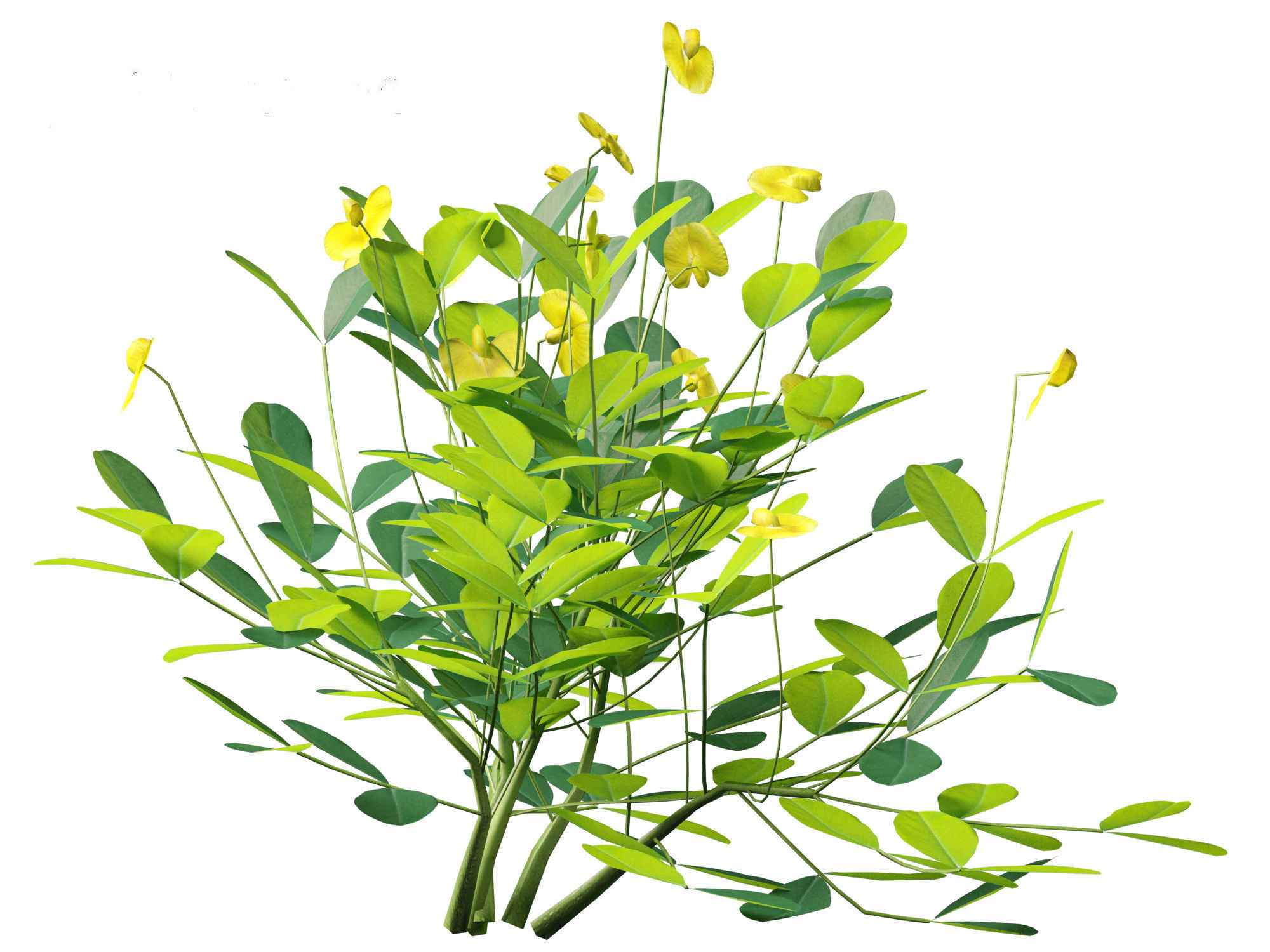 Arachis pintoi - Yellow Peanut Plant 3D model_1
