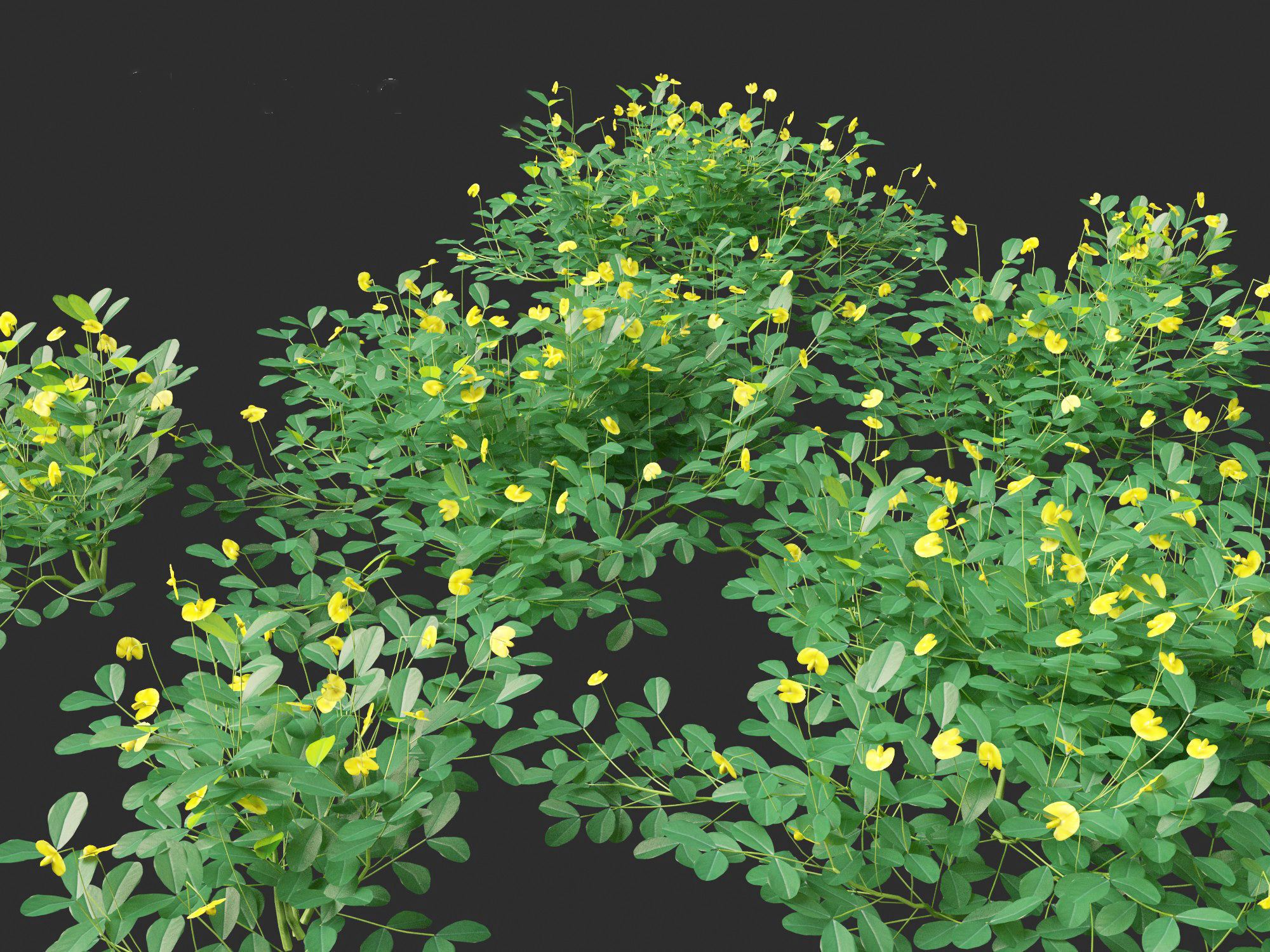 Arachis pintoi - Yellow Peanut Plant 3D model_3