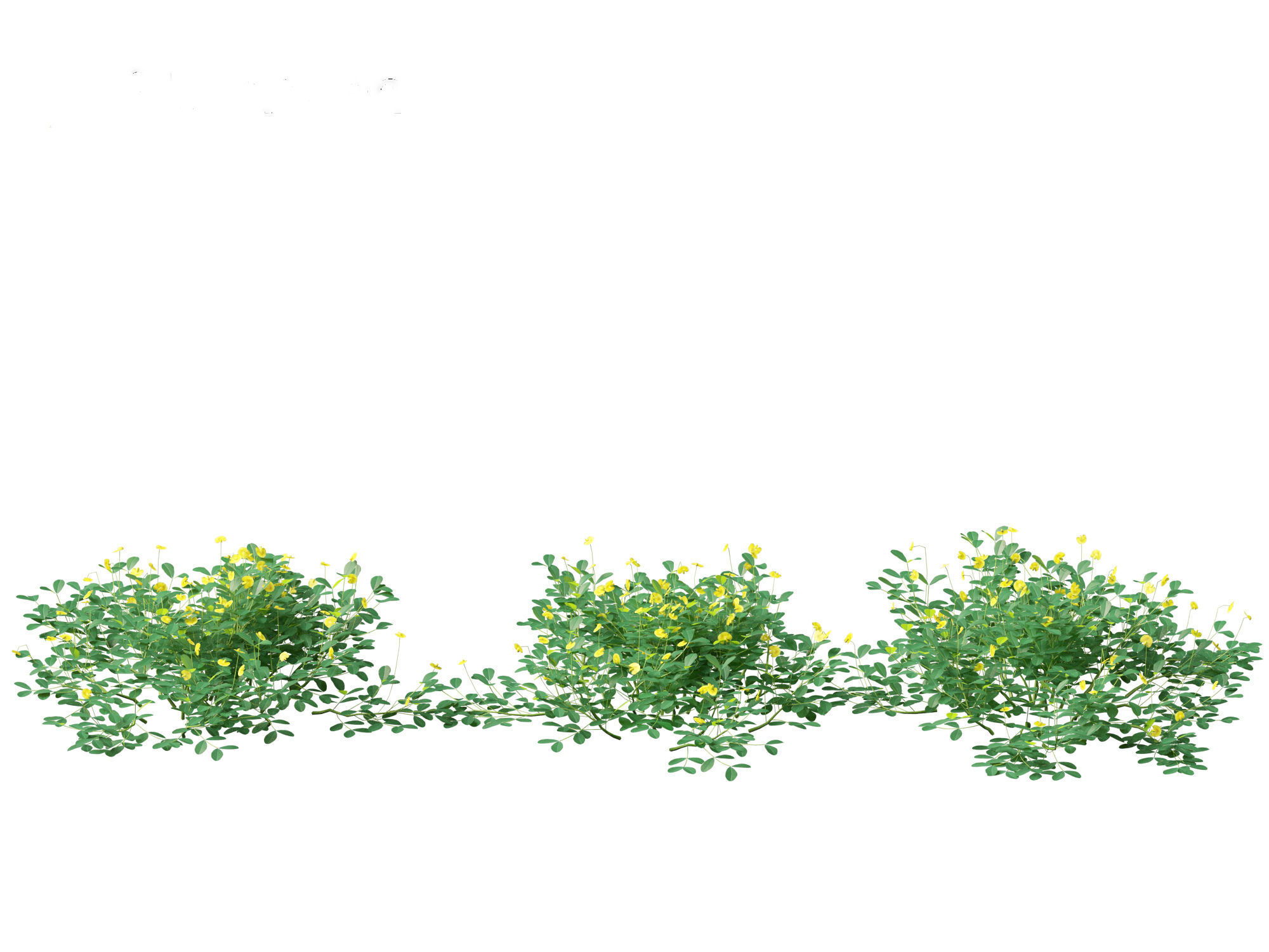 Arachis pintoi - Yellow Peanut Plant 3D model_6