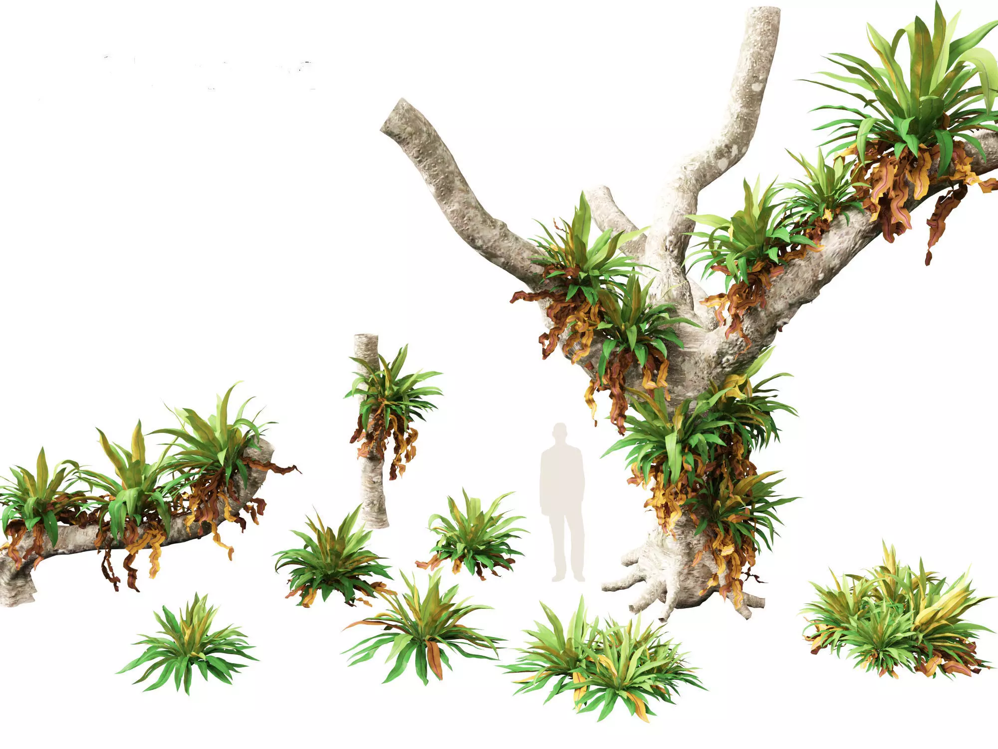 Asplenium nidus - Birds Nest Fern 3D model