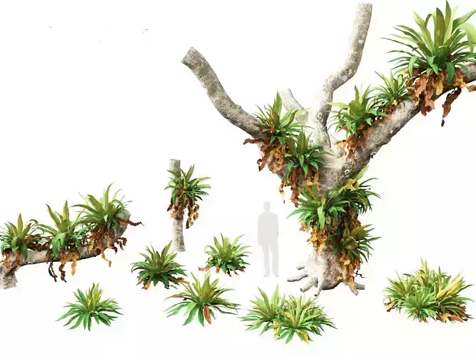 Asplenium nidus - Birds Nest Fern