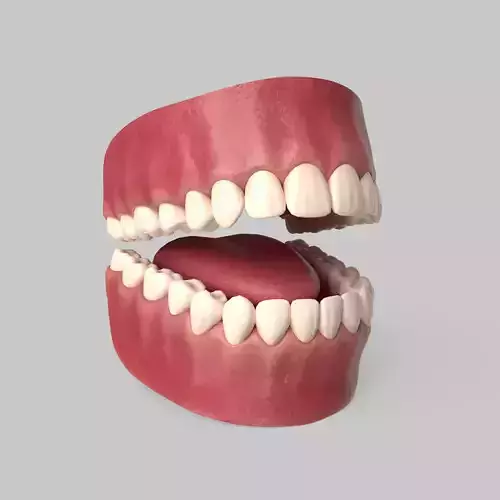 Human Mouth Anatomy Teeth Gums Tongue Low-poly 3D model