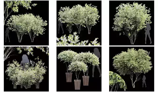 6 Different SETS of Tree SET VOL68 3D Model Collection