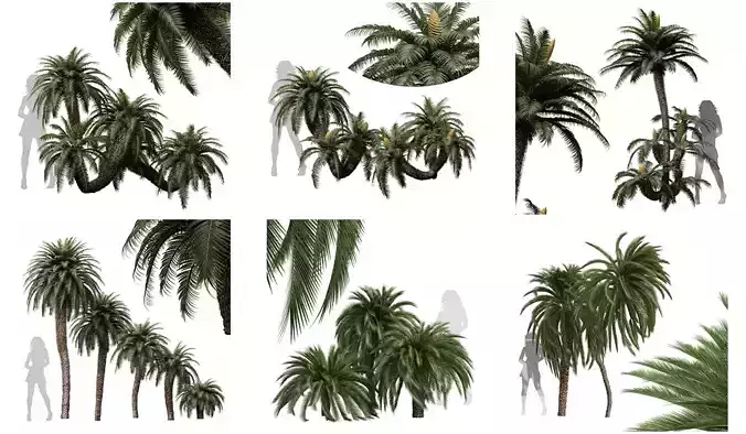  6 Different SETS of Tree SET VOL70